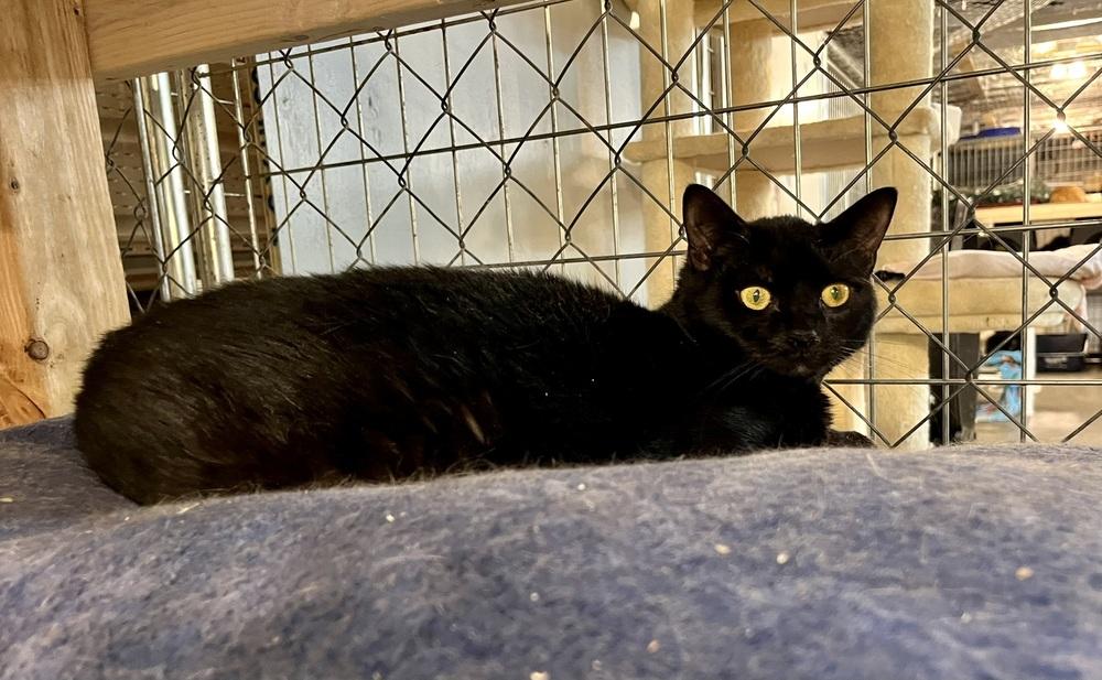 Cali, a Adoptable Domestic Short Hair in Bolton, CT image 2/6