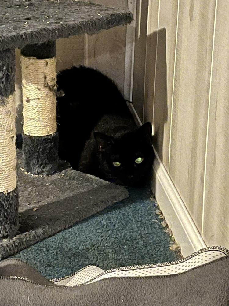 Cali, a Adoptable Domestic Short Hair in Bolton, CT image 3/6