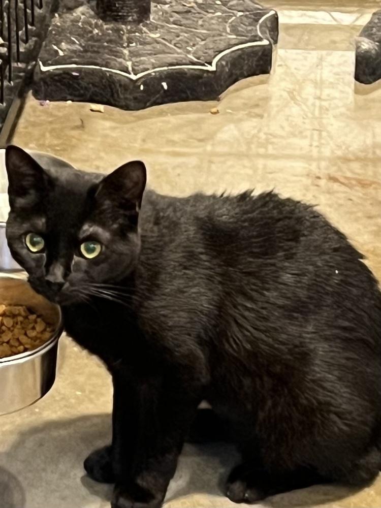 Cali, a Adoptable Domestic Short Hair in Bolton, CT image 4/6