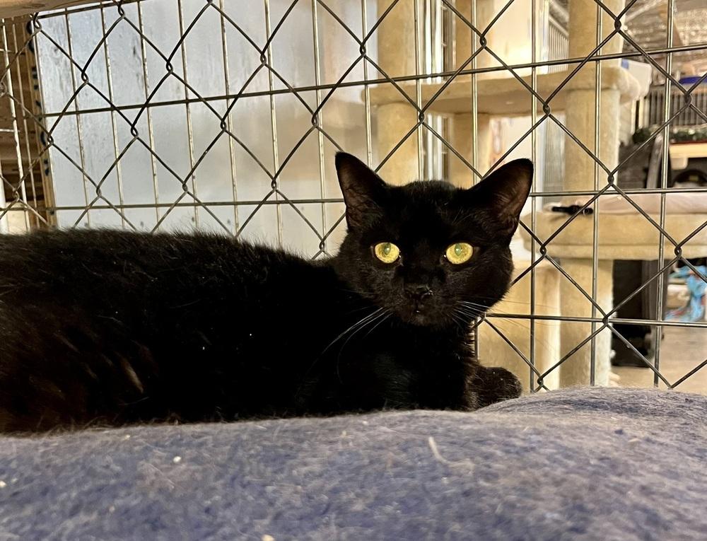 Cali, a Adoptable Domestic Short Hair in Bolton, CT image 5/6