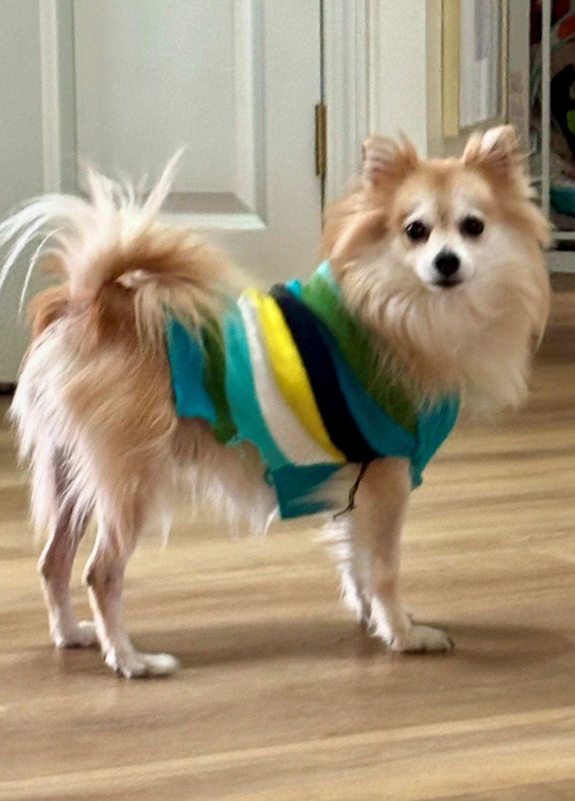 Enlarge Tinkerbell, a Adopted Pomeranian in Fort Wayne, IN image 1/3
