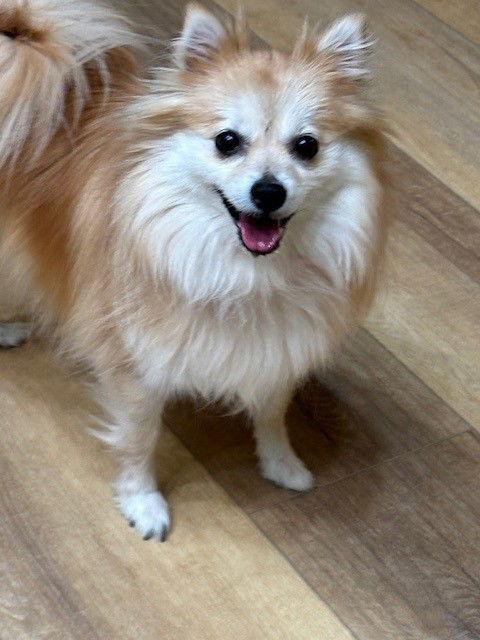 Enlarge Tinkerbell, a Adopted Pomeranian in Fort Wayne, IN image 2/3
