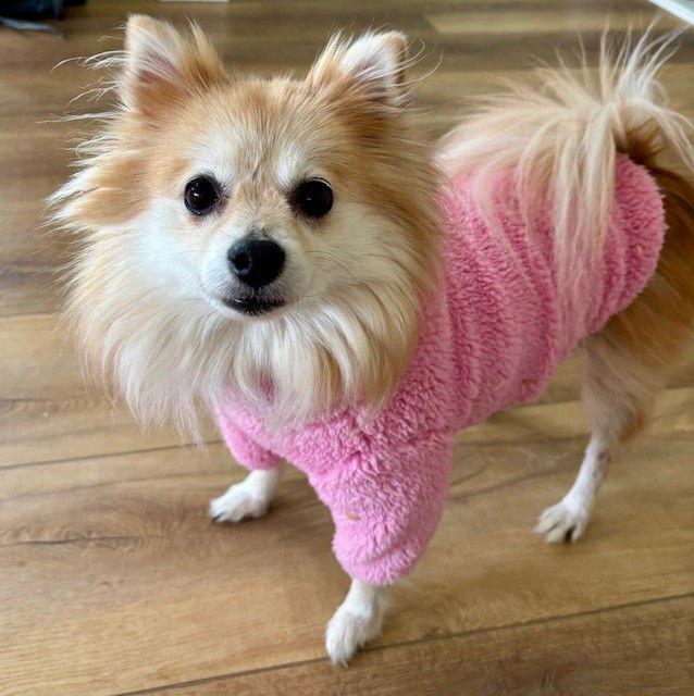 Enlarge Tinkerbell, a Adopted Pomeranian in Fort Wayne, IN image 3/3