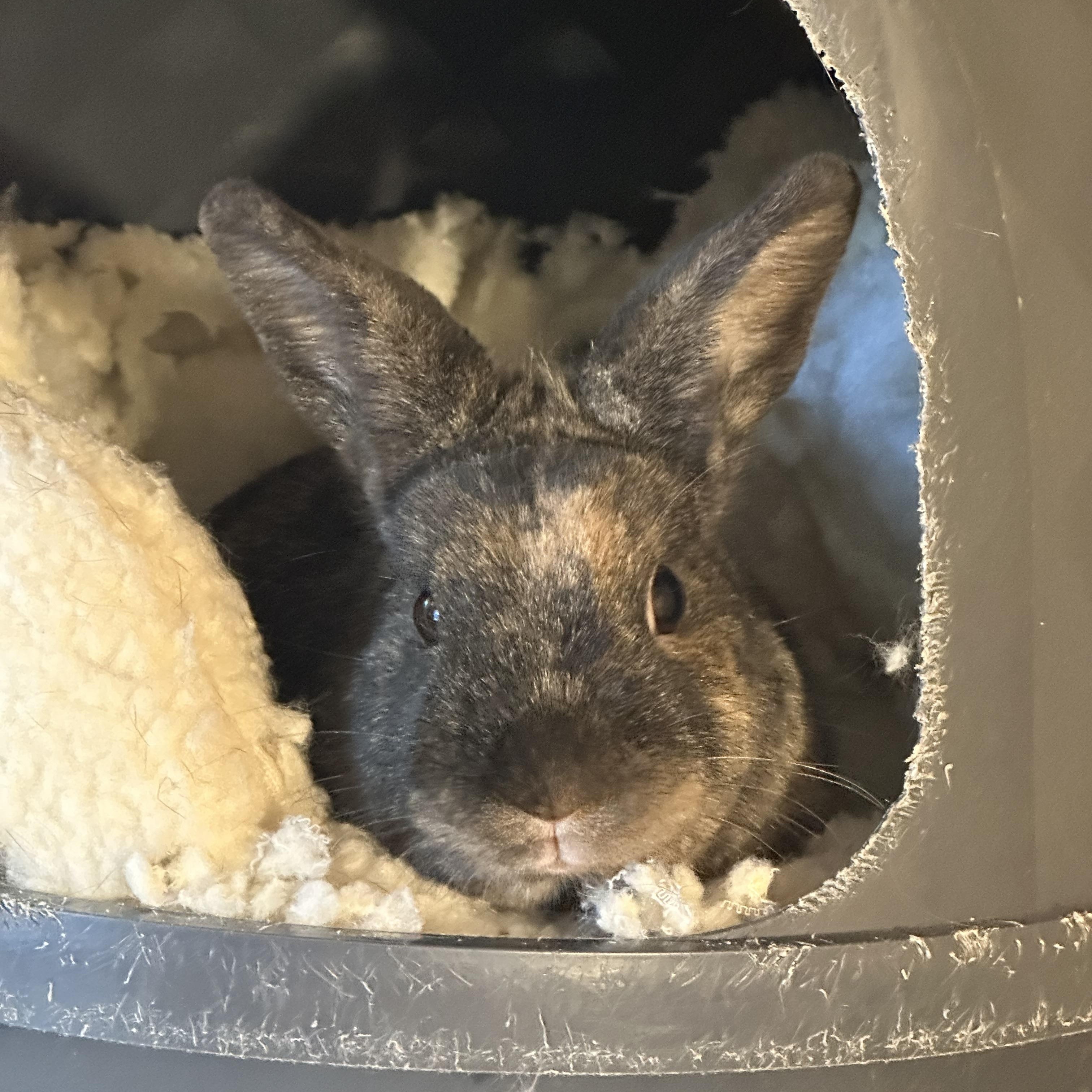 Enlarge Dizzy, a Adoptable Harlequin in Philadelphia, PA image 2/3