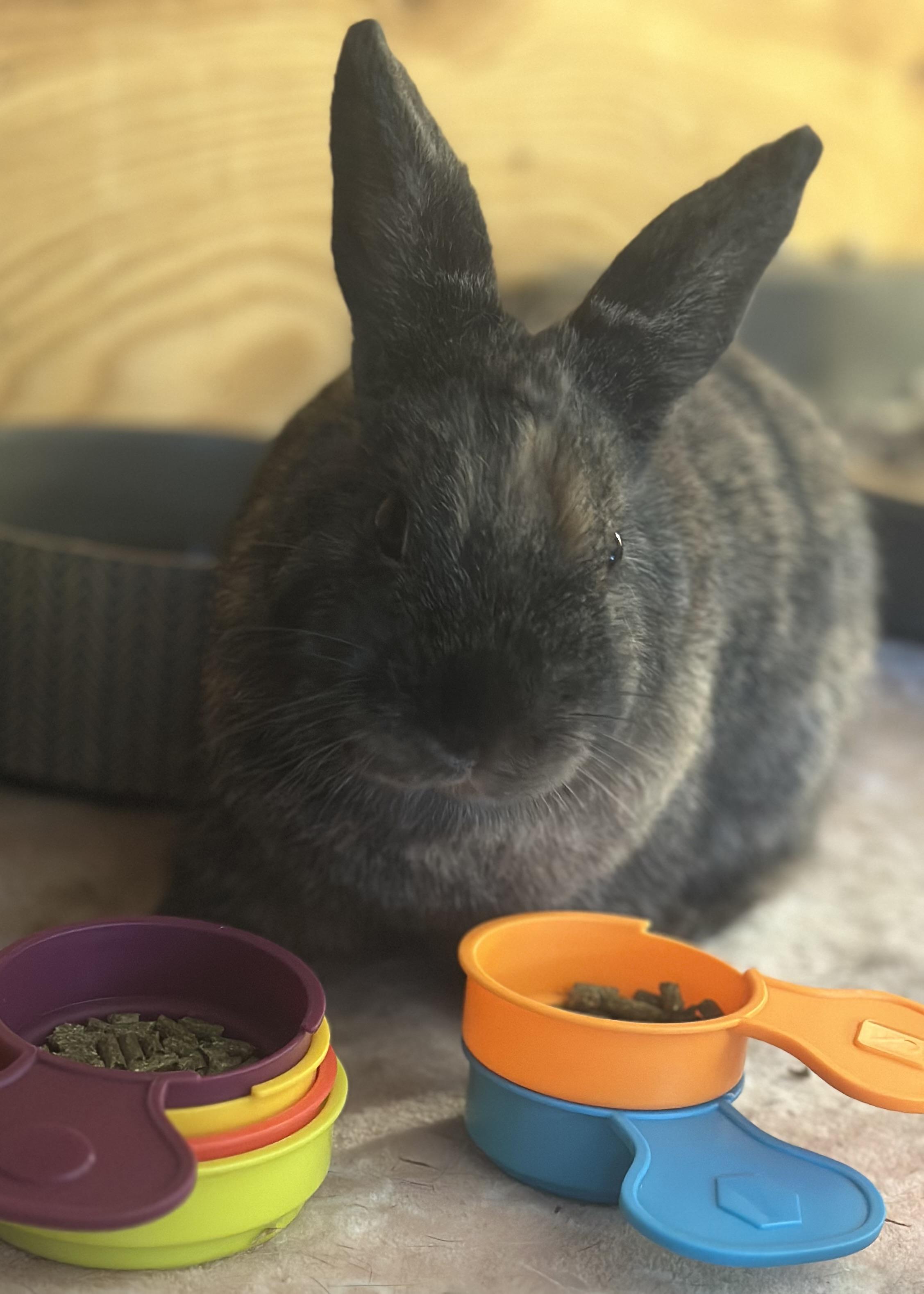 Enlarge Dizzy, a Adoptable Harlequin in Philadelphia, PA image 1/3