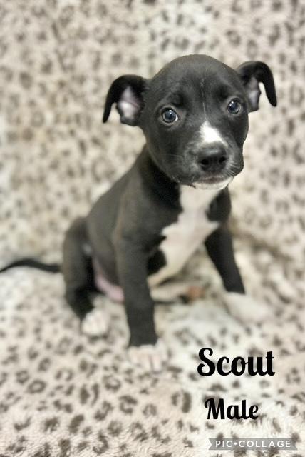 Scout, Baby Male Mountain Cur