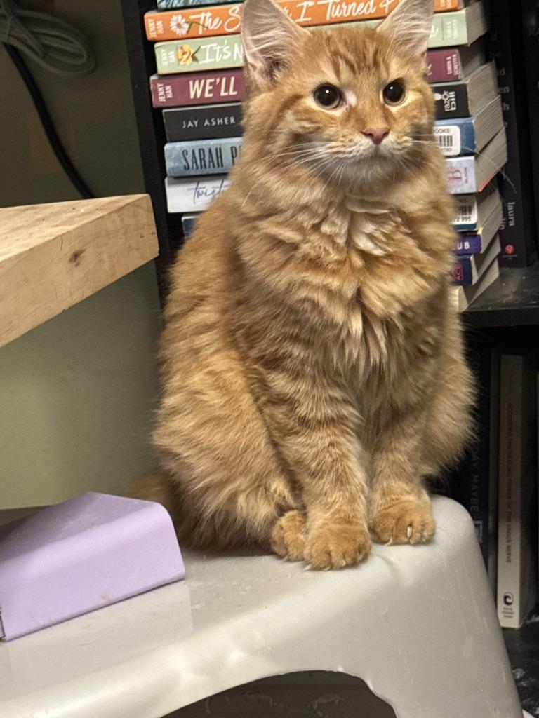 Enlarge PINKY & THE BRAIN, a Adoptable mixed breed in Windsor Locks, CT image 2/6