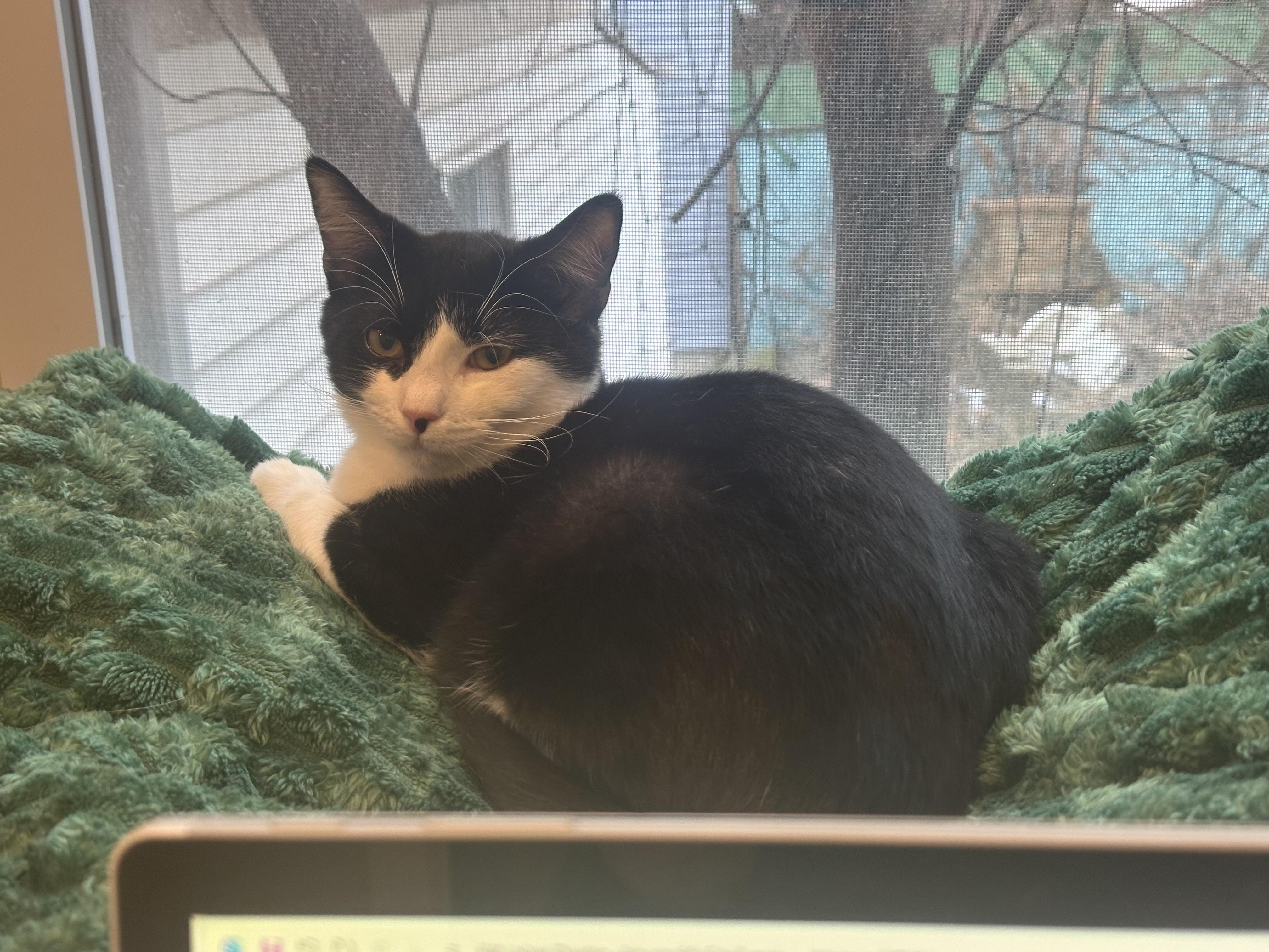 Enlarge Tux (part of a bonded pair), a ADOPTABLE Domestic Short Hair in Weehawken, NJ image 6/6