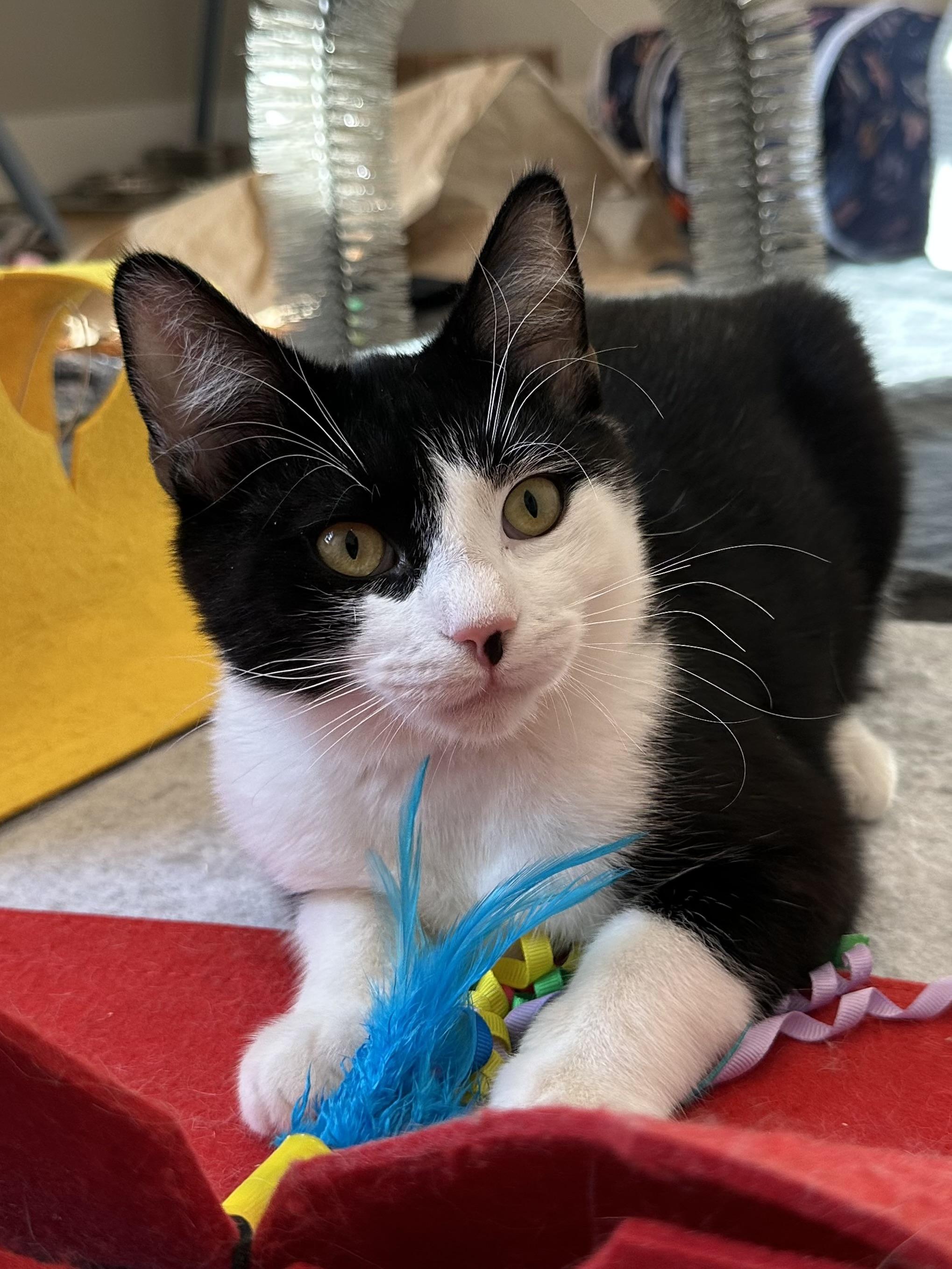 Enlarge Tux (part of a bonded pair), a ADOPTABLE Domestic Short Hair in Weehawken, NJ image 1/6