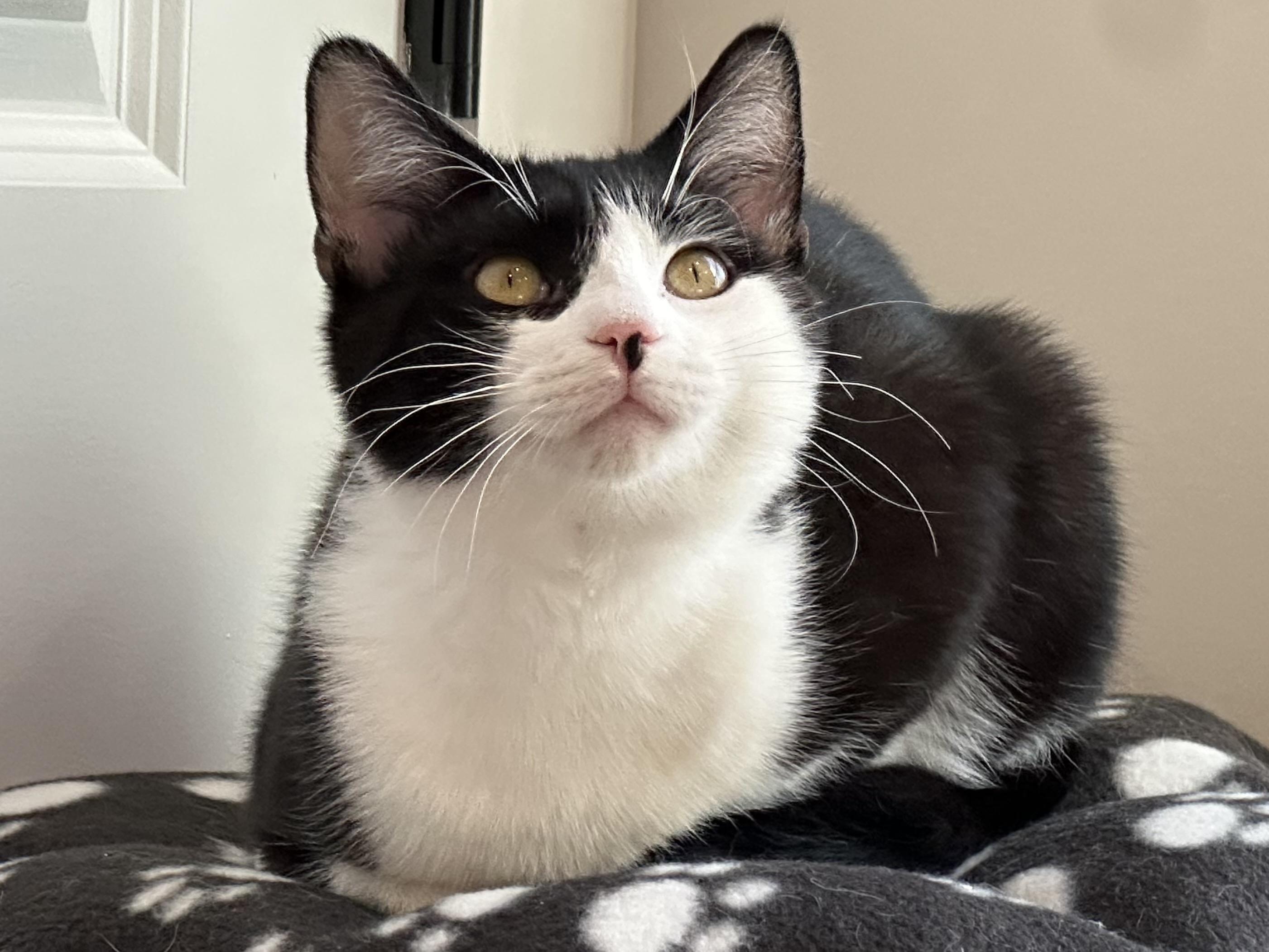 Enlarge Tux (part of a bonded pair), a ADOPTABLE Domestic Short Hair in Weehawken, NJ image 5/6