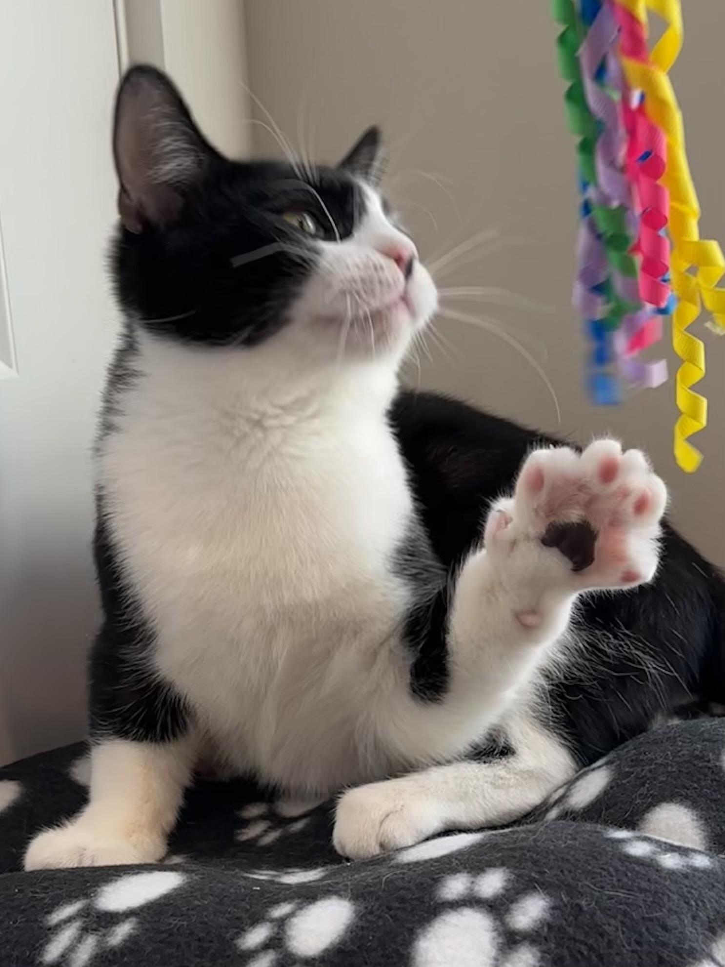 Enlarge Tux (part of a bonded pair), a ADOPTABLE Domestic Short Hair in Weehawken, NJ image 4/6