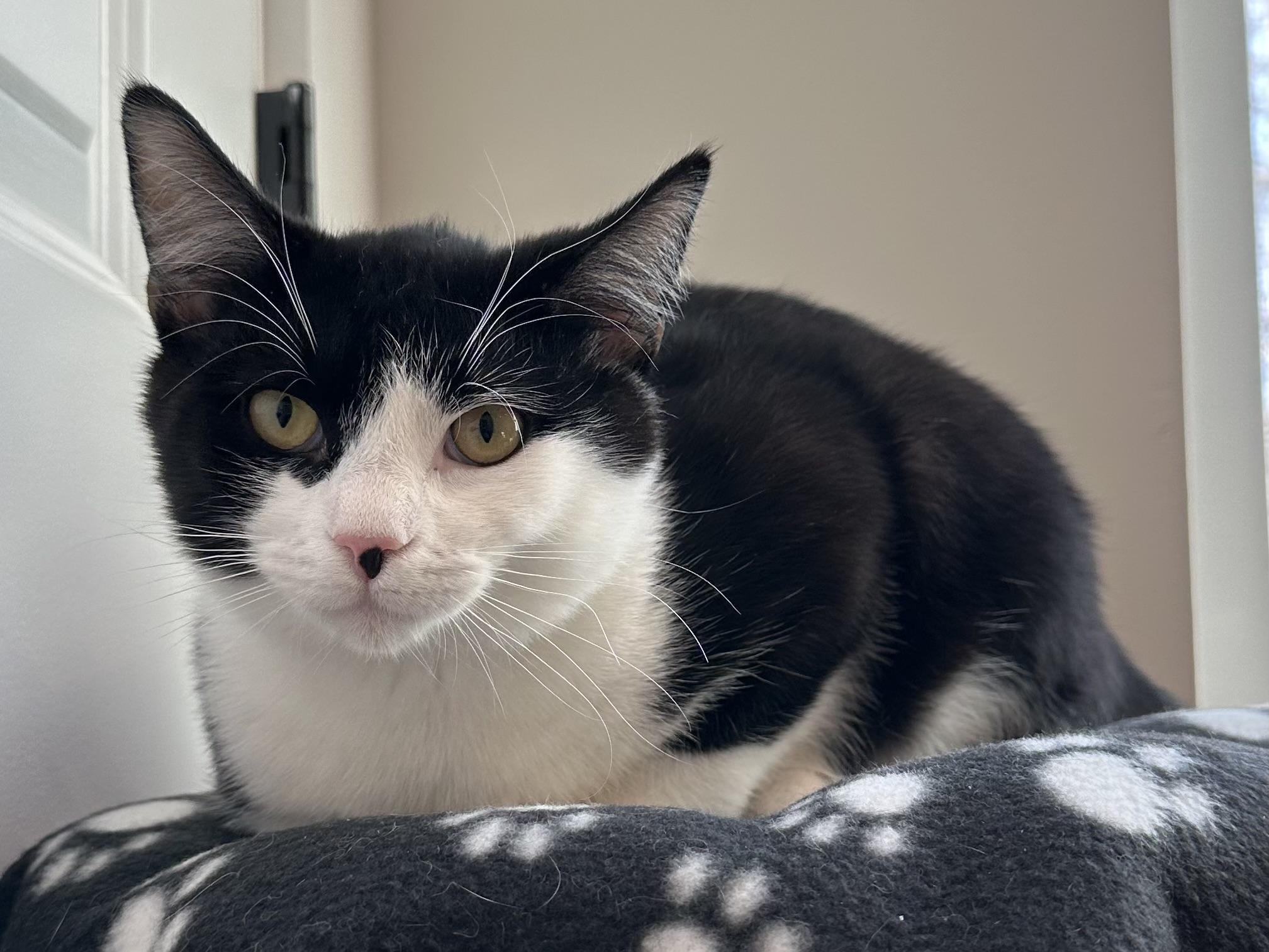 Enlarge Tux (part of a bonded pair), a ADOPTABLE Domestic Short Hair in Weehawken, NJ image 3/6