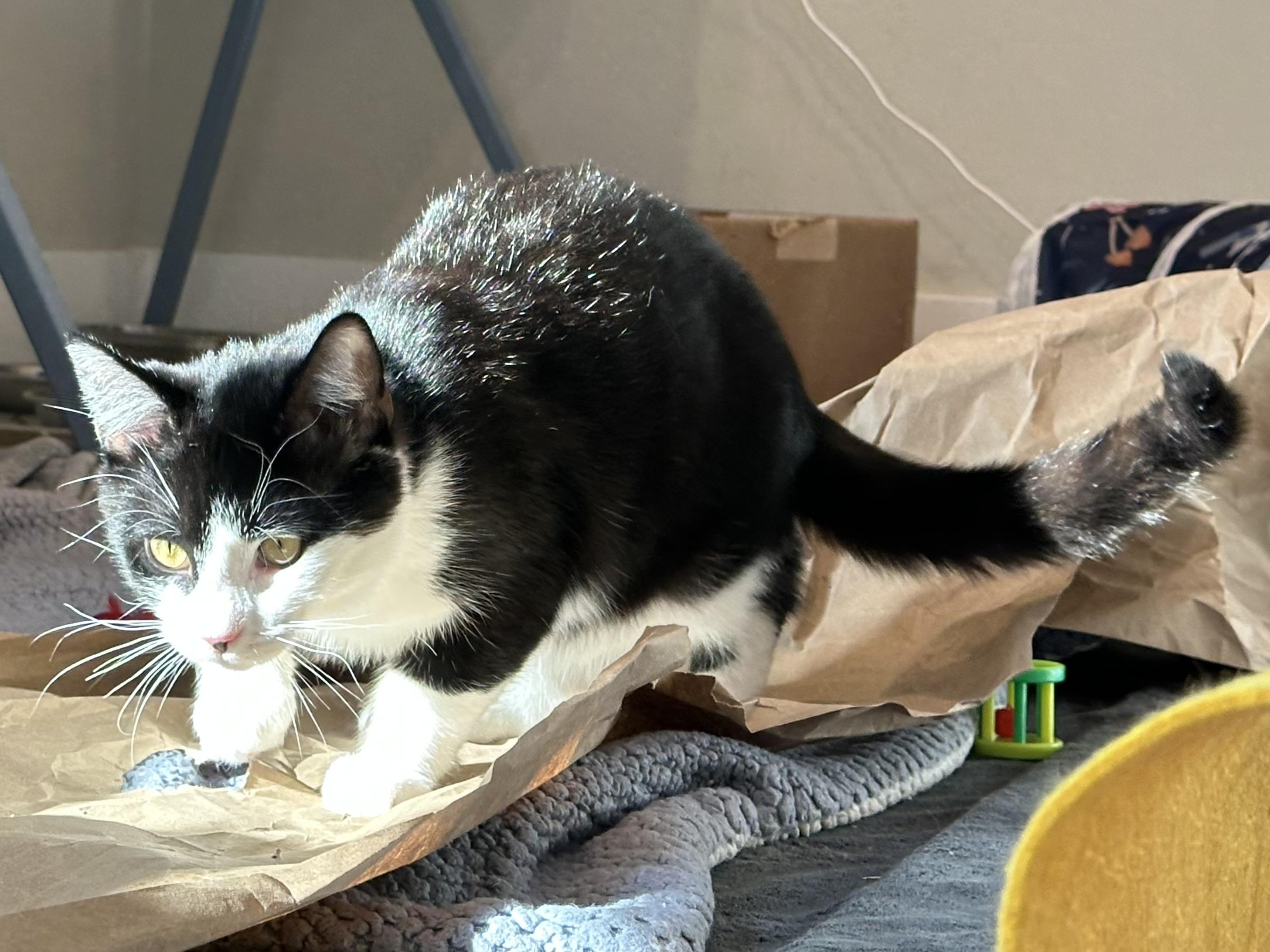 Enlarge Tux (part of a bonded pair), a ADOPTABLE Domestic Short Hair in Weehawken, NJ image 2/6