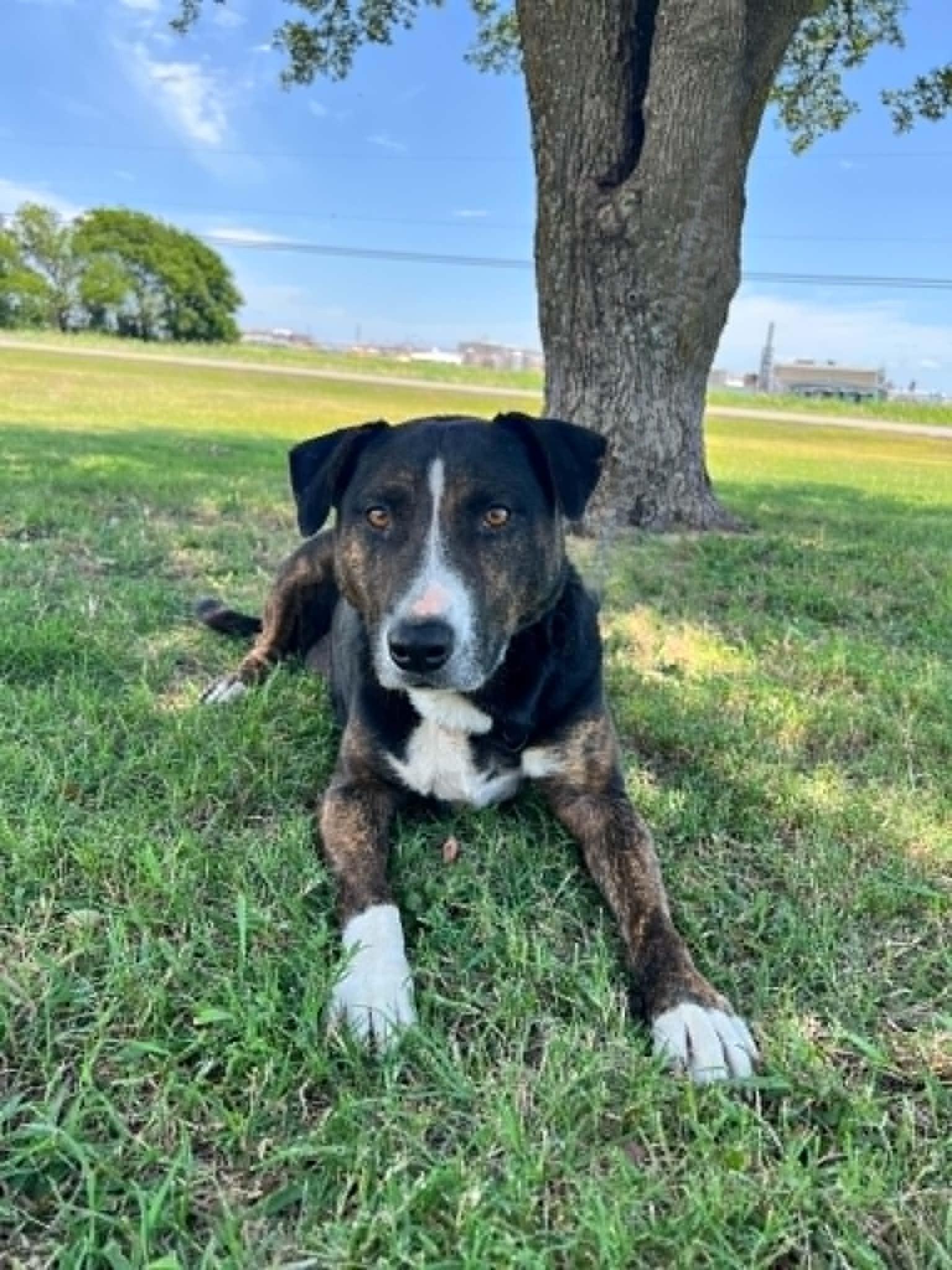 Enlarge Gretel, a Adoptable mixed breed in Cleburne, TX image 1/4