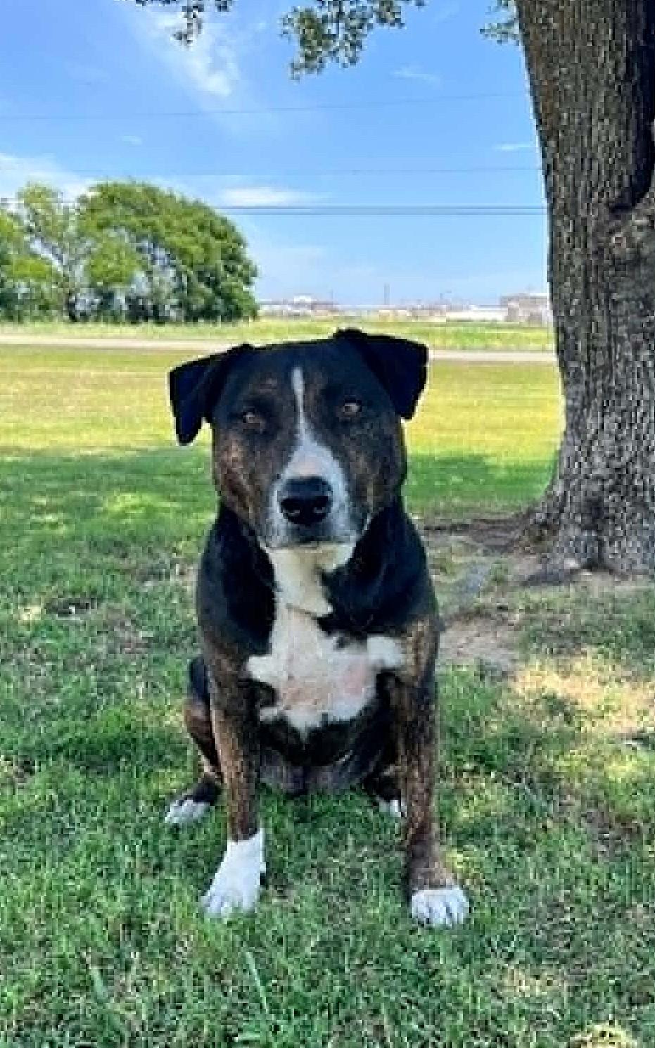 Enlarge Gretel, a Adoptable mixed breed in Cleburne, TX image 3/4
