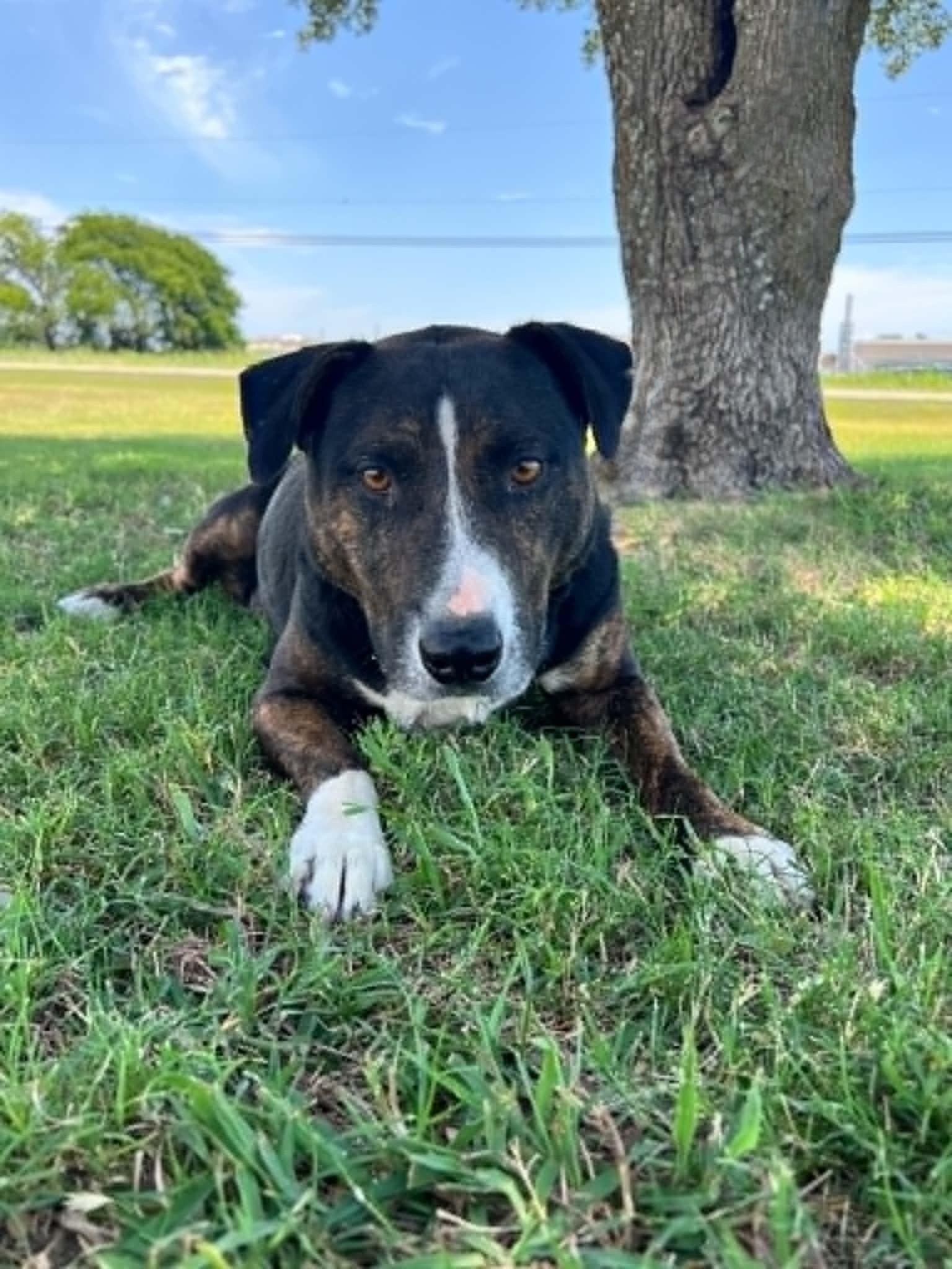 Enlarge Gretel, a Adoptable mixed breed in Cleburne, TX image 4/4