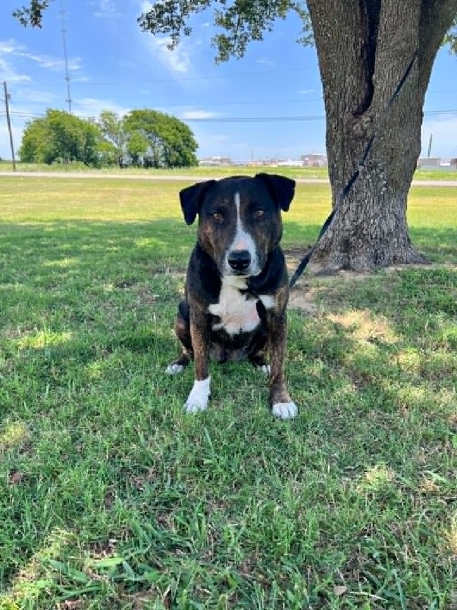 Enlarge Gretel, a Adoptable mixed breed in Cleburne, TX image 2/4