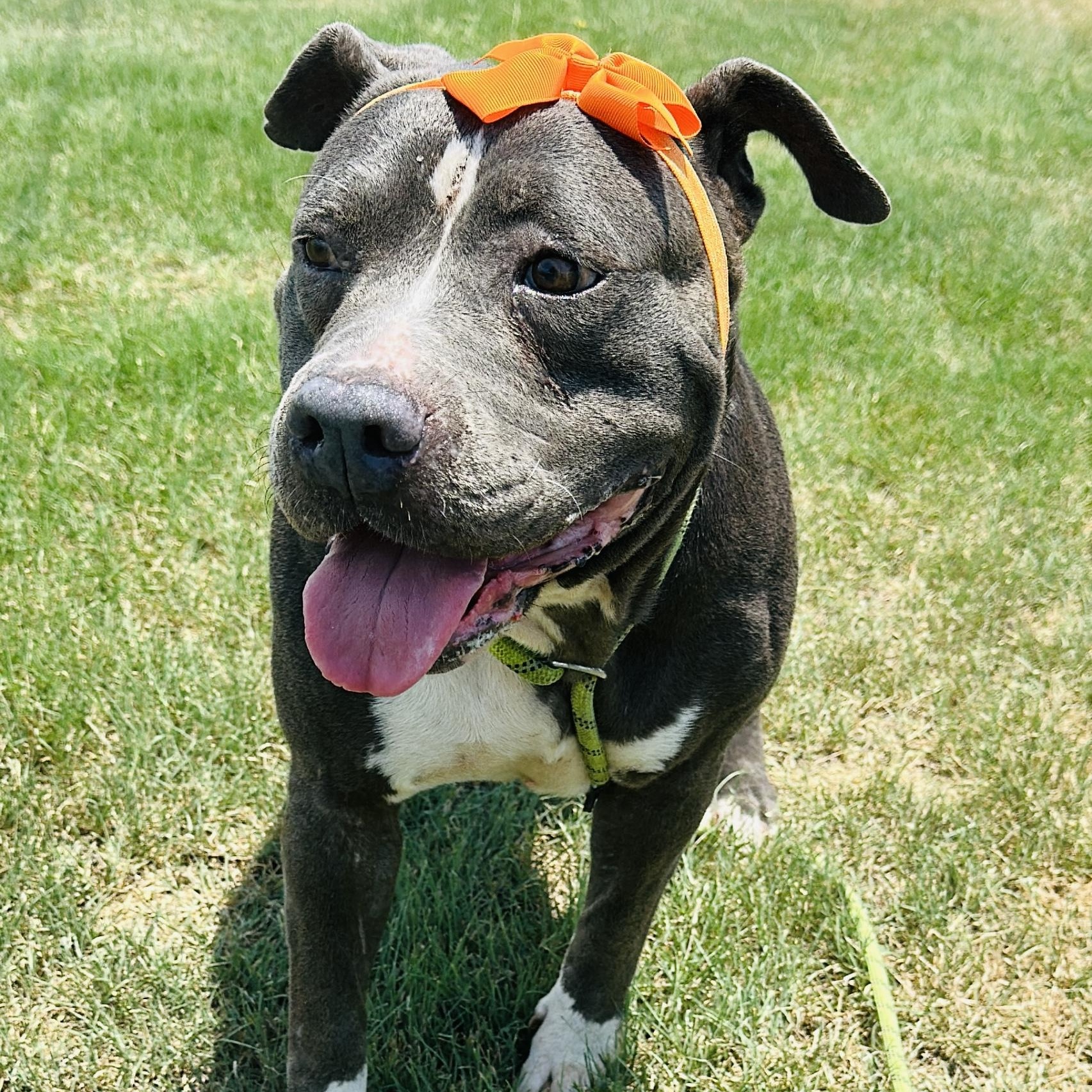 Enlarge Pebble, a Adoptable mixed breed in Gonzales, TX image 2/4