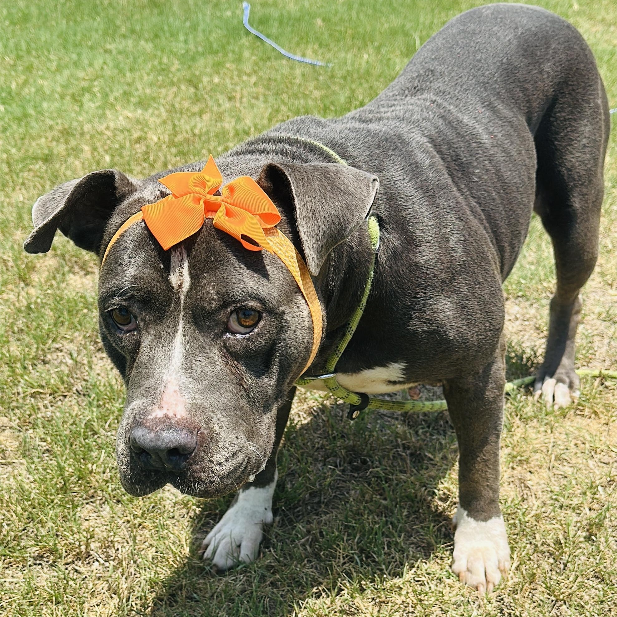 Enlarge Pebble, a Adoptable mixed breed in Gonzales, TX image 3/4