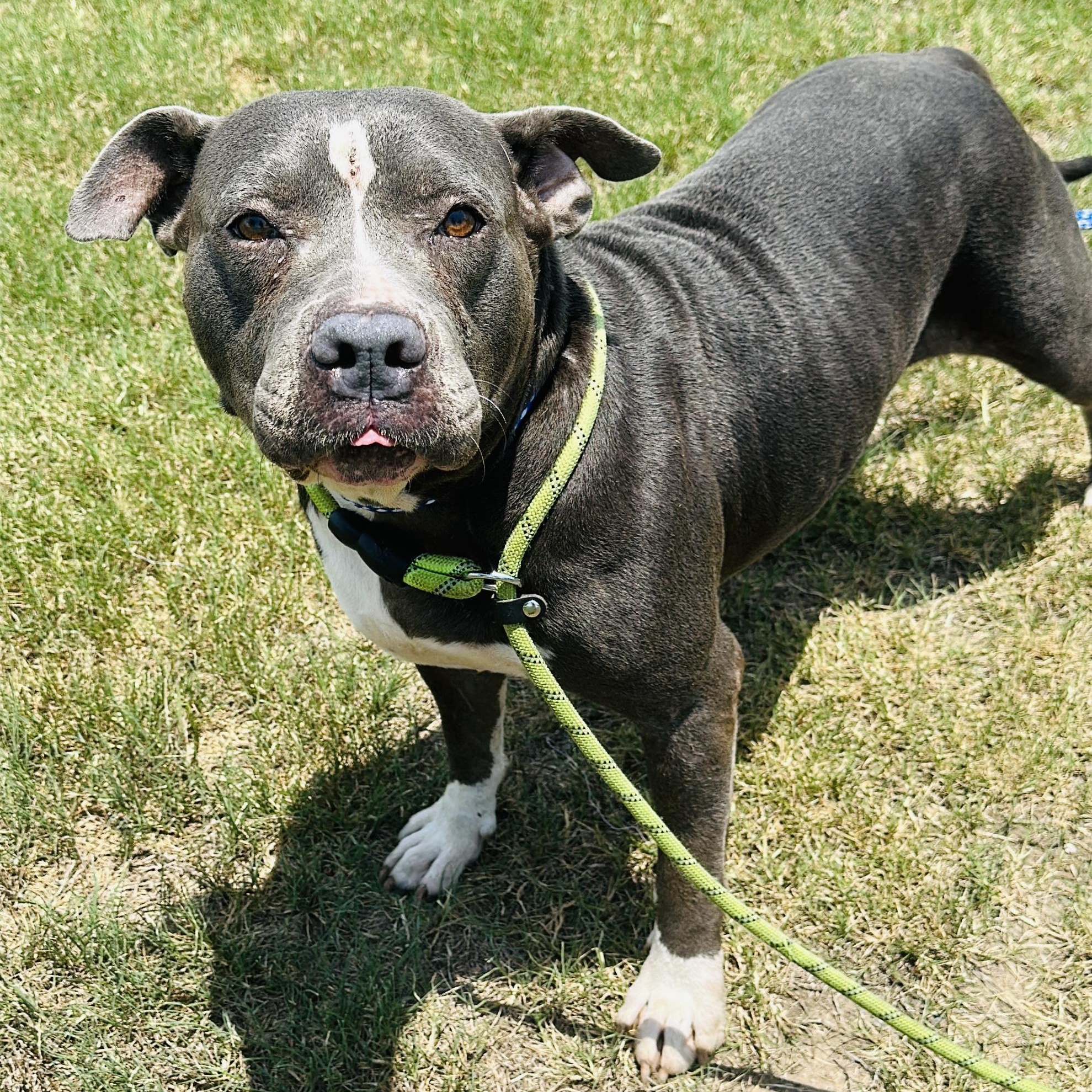 Enlarge Pebble, a Adoptable mixed breed in Gonzales, TX image 4/4