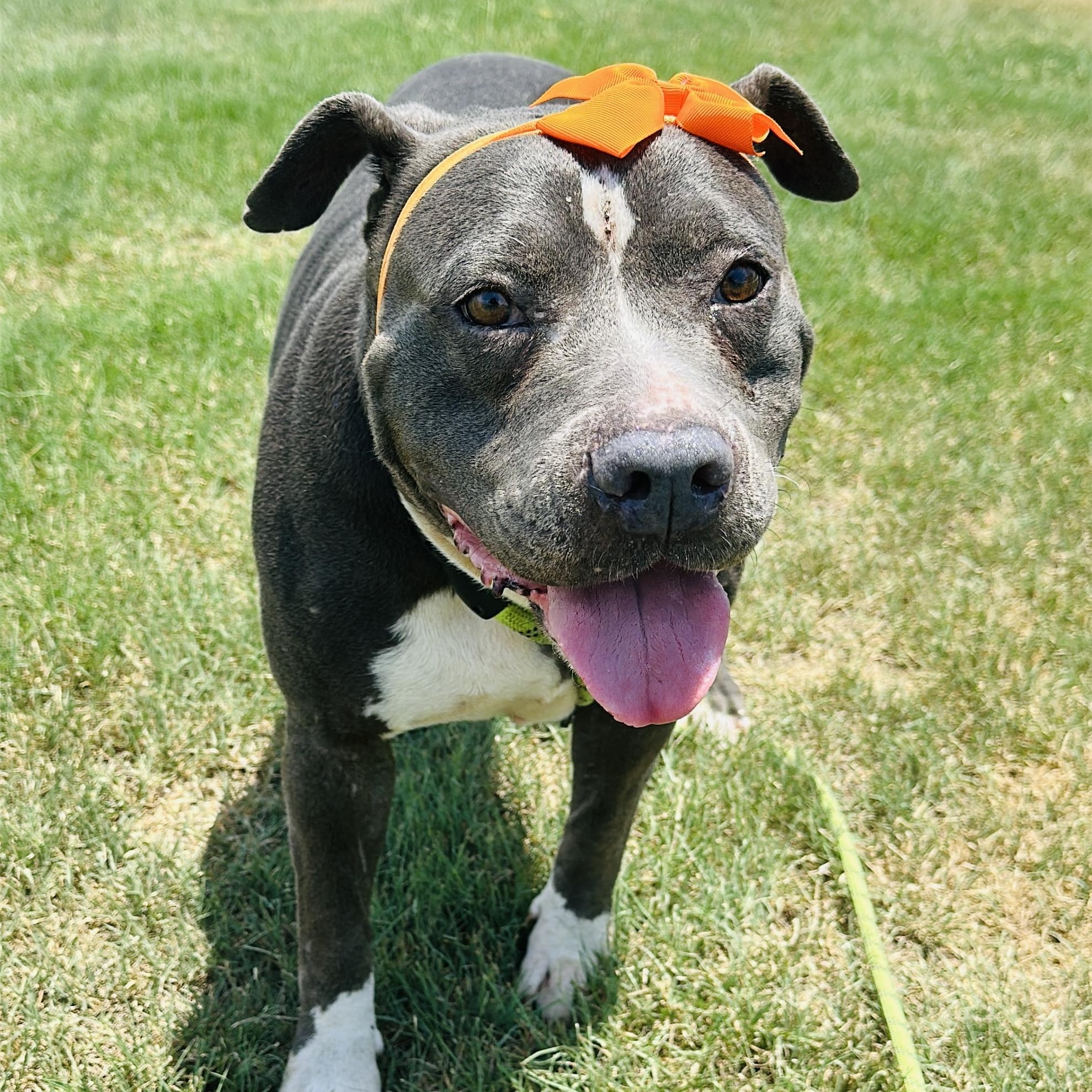 Enlarge Pebble, a Adoptable mixed breed in Gonzales, TX image 1/4