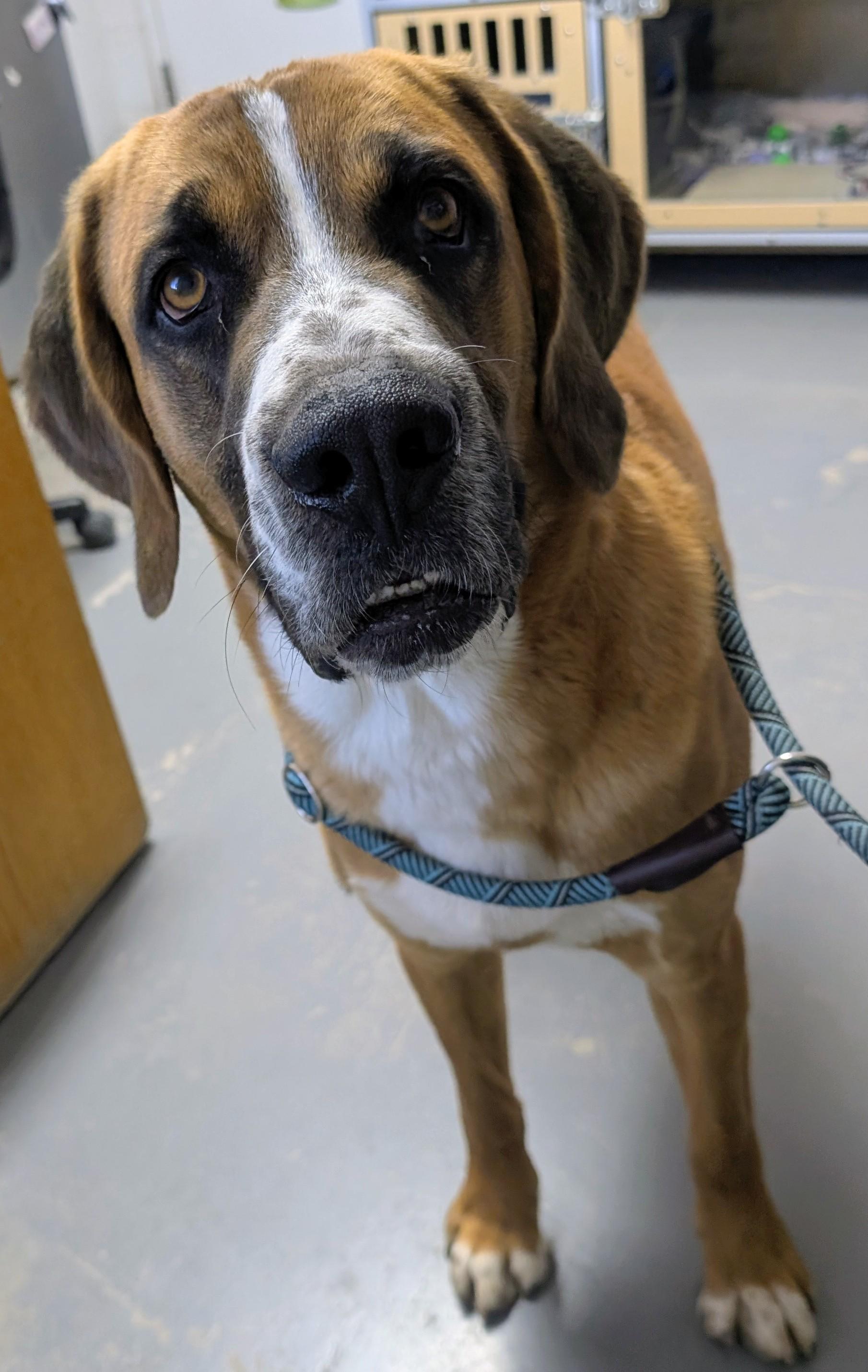 Rufus, ADOPTABLE, Adult Male Mixed Breed.