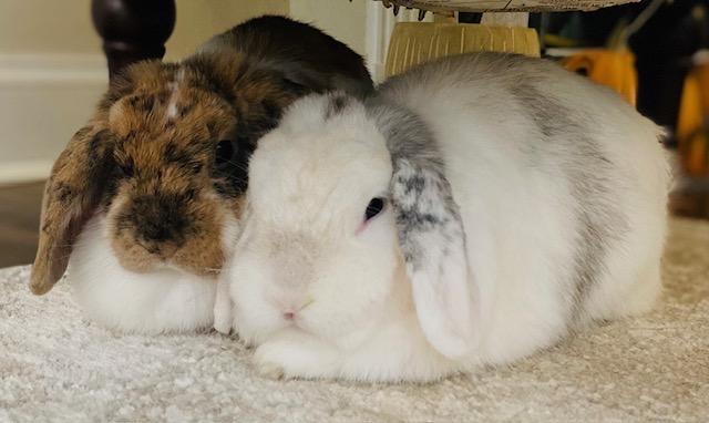 Enlarge Chip and Olive, a Adoptable Mini Lop in Midlothian, VA image 2/2