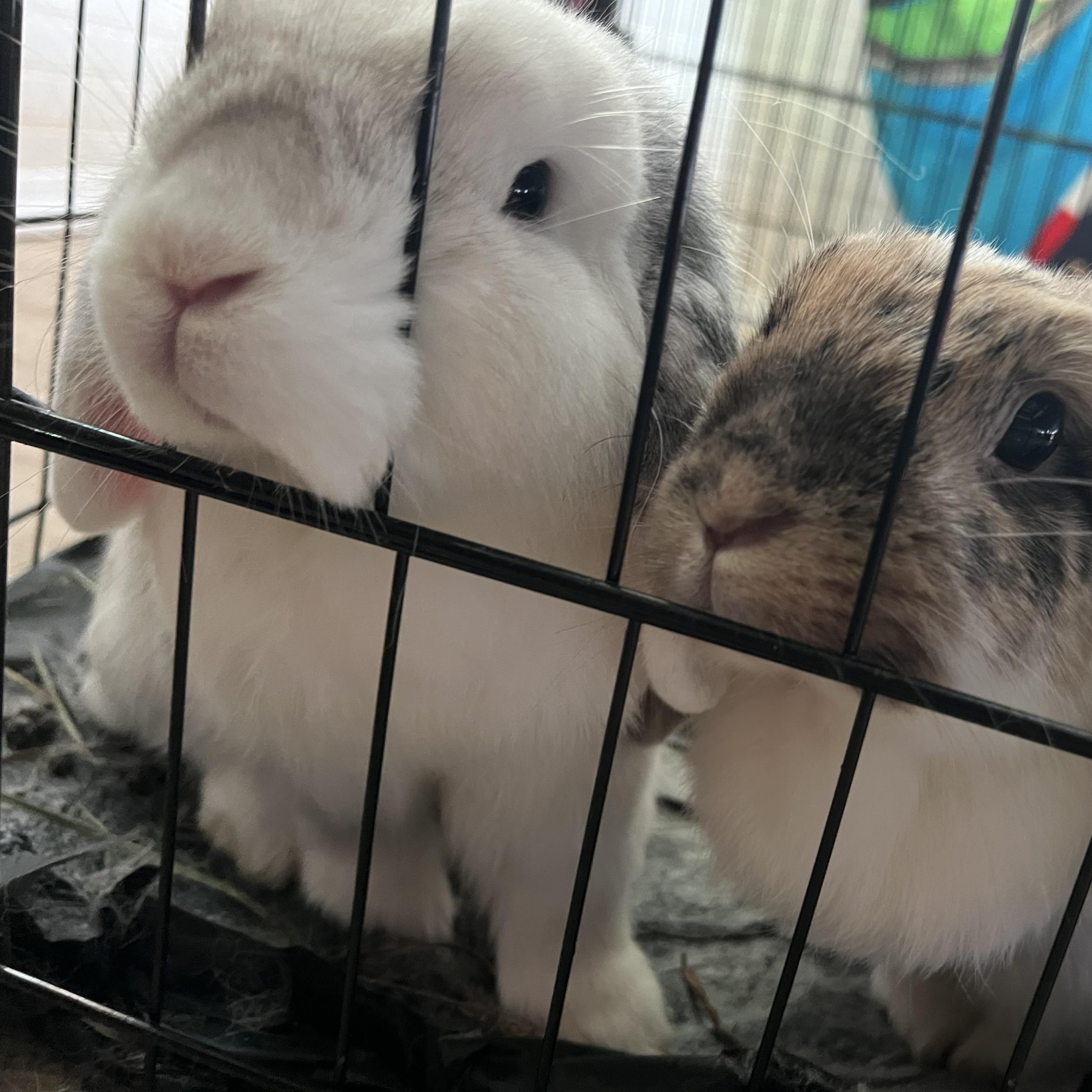 Chip and Olive, Adoptable, Adult Male Mini Lop.