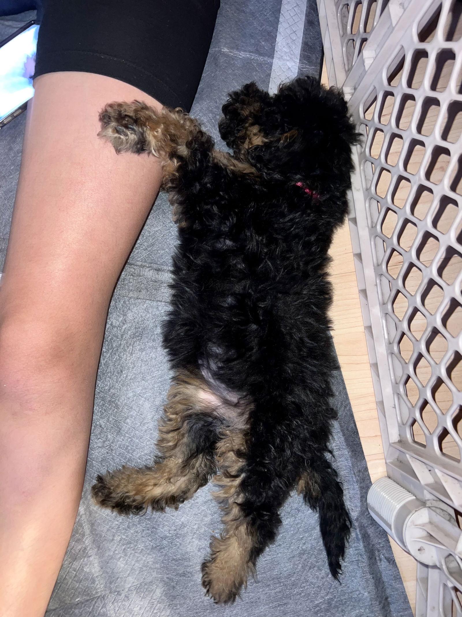 Periwinkle // "purple", Adoptable, Young Female Bernese Mountain Dog & Poodle.