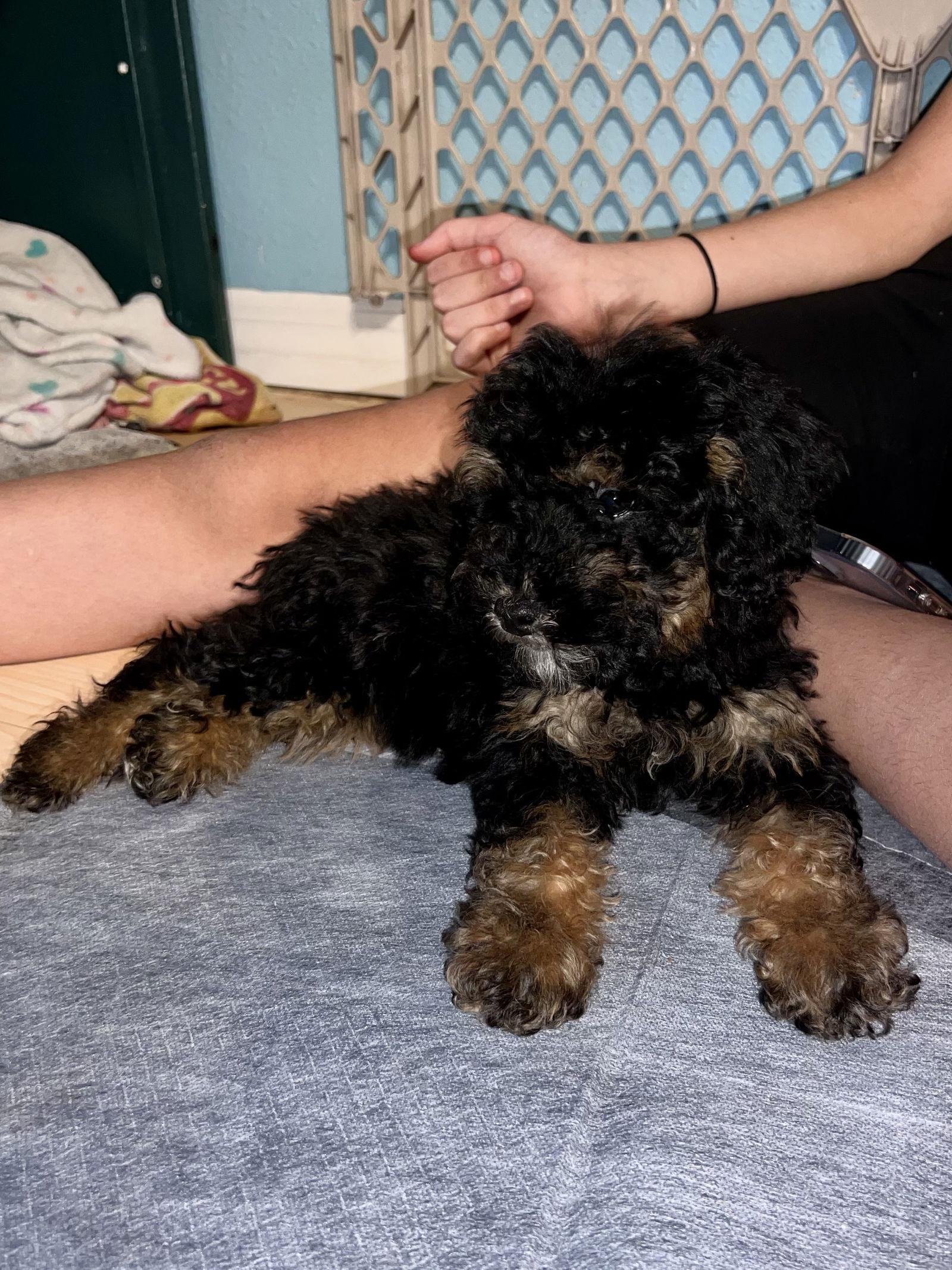 Enlarge Periwinkle // "purple", a Adoptable mixed breed in Valrico, FL image 2/3