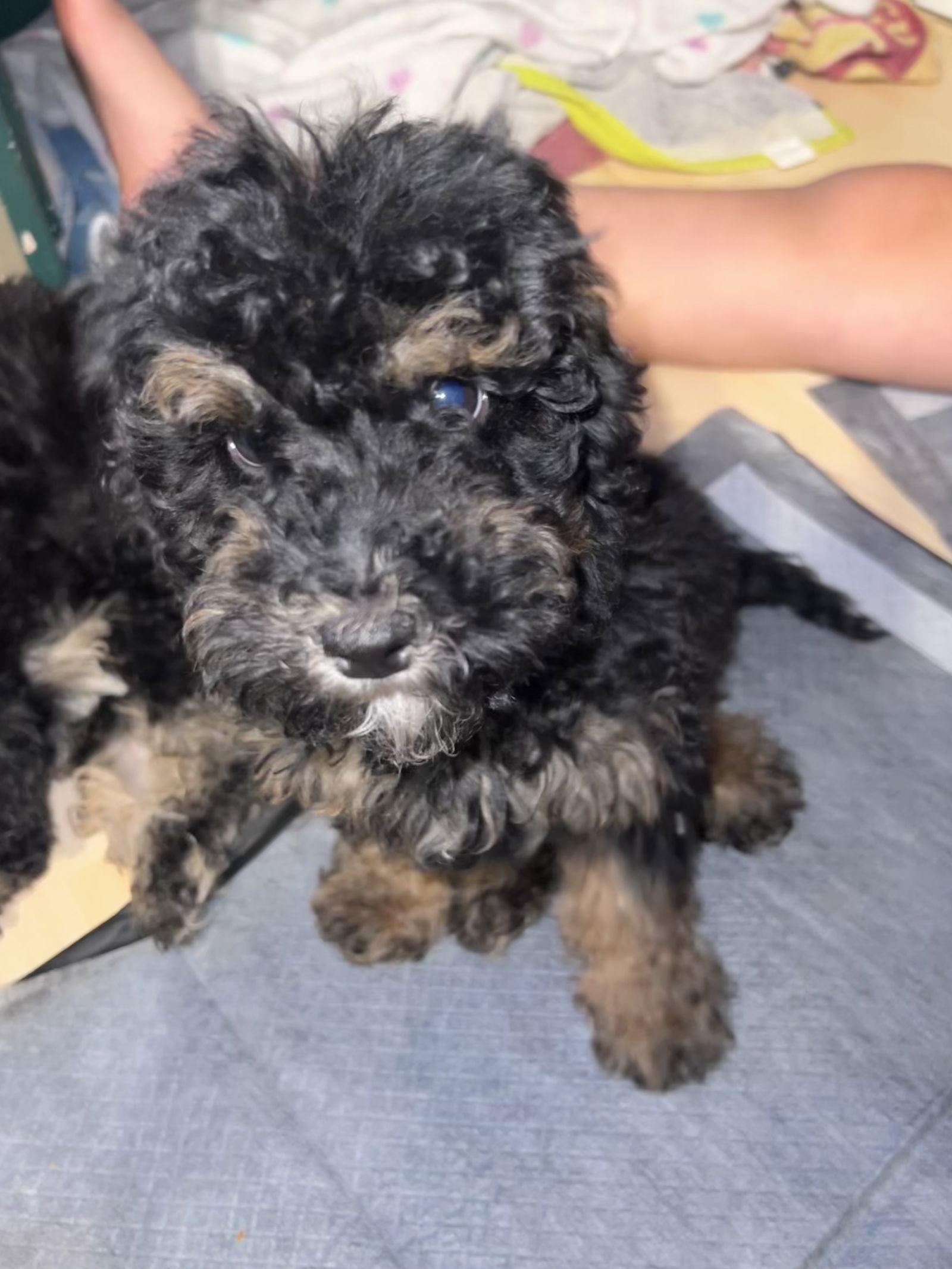 Enlarge Periwinkle // "purple", a Adoptable mixed breed in Valrico, FL image 3/3