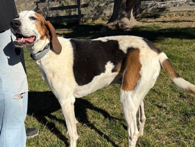 Trigger, a ADOPTABLE Bluetick Coonhound in Madras, OR image 3/6
