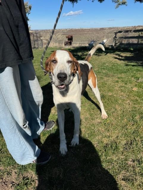 Trigger, a ADOPTABLE Bluetick Coonhound in Madras, OR image 5/6