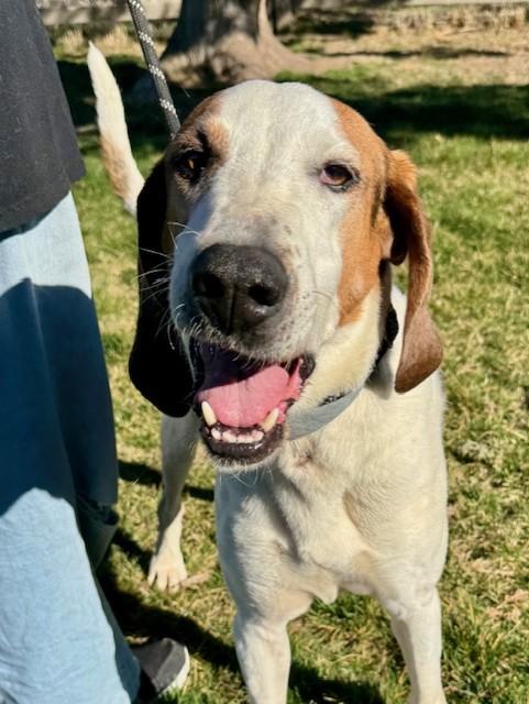 Trigger, a ADOPTABLE Bluetick Coonhound in Madras, OR image 2/6