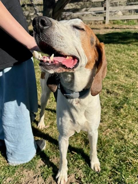 Trigger, a ADOPTABLE Bluetick Coonhound in Madras, OR image 4/6