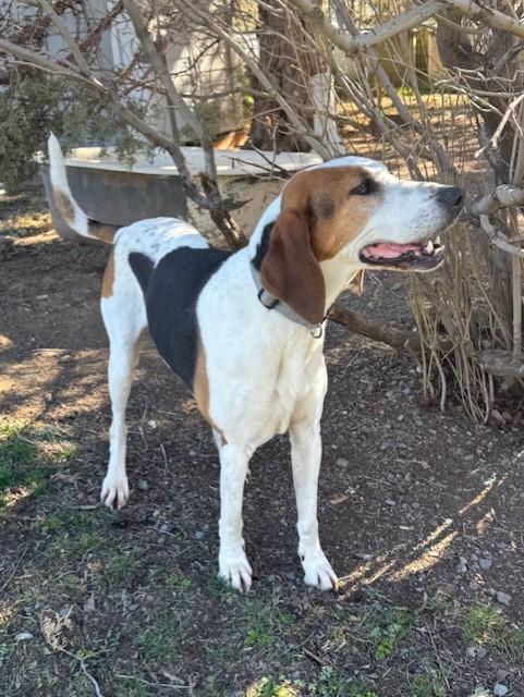 Trigger, a ADOPTABLE Bluetick Coonhound in Madras, OR image 6/6