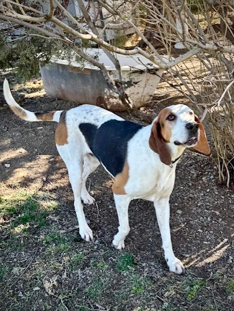 Trigger, a ADOPTABLE Bluetick Coonhound in Madras, OR image 1/6