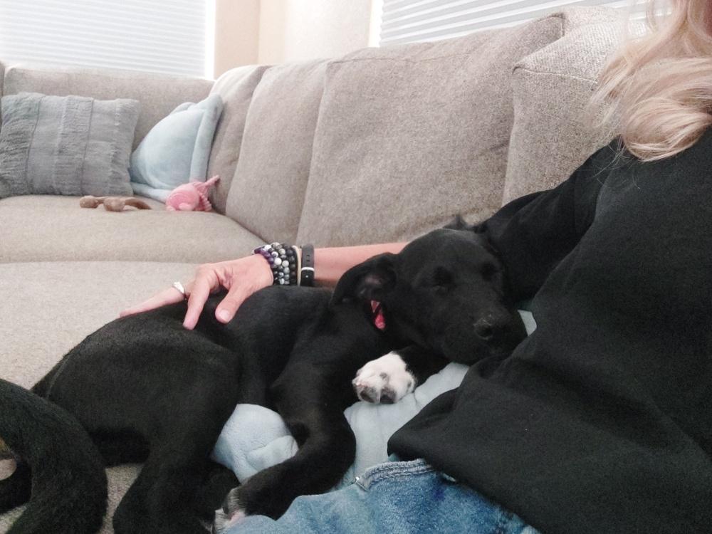 Axel, Adoptable, Puppy Male Shepherd.