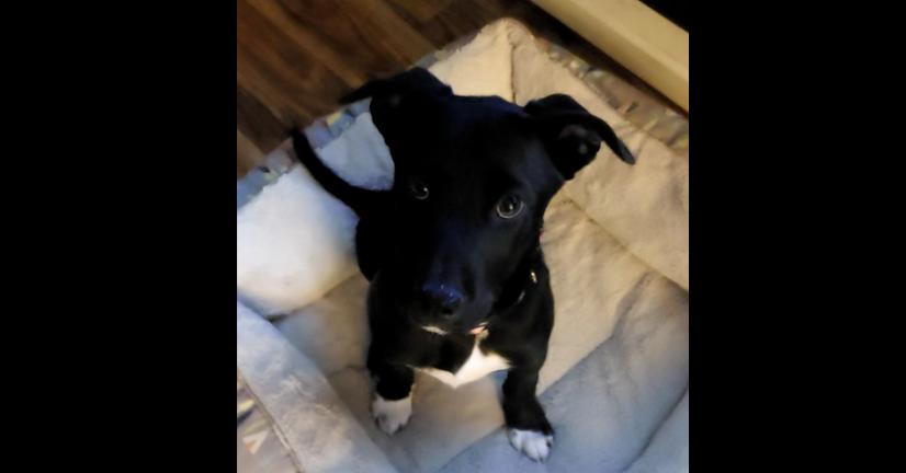 Axel, a Adoptable mixed breed in Lafayette, CO image 2/6