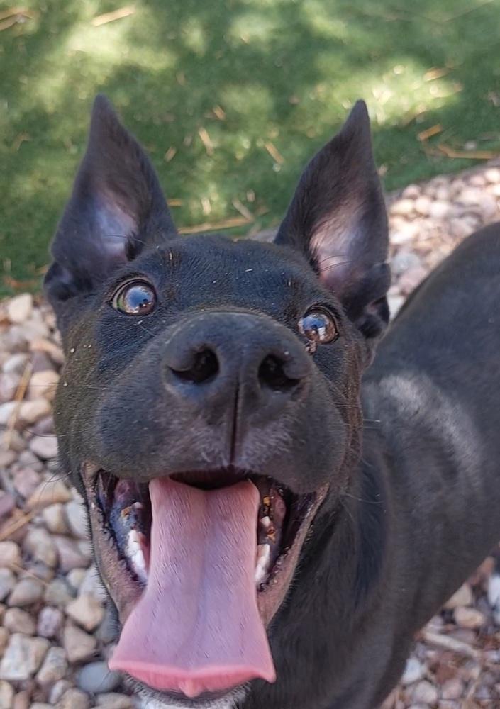 Axel, a Adoptable mixed breed in Lafayette, CO image 3/6