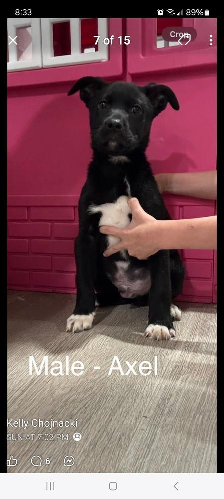 Axel, a Adoptable mixed breed in Lafayette, CO image 6/6