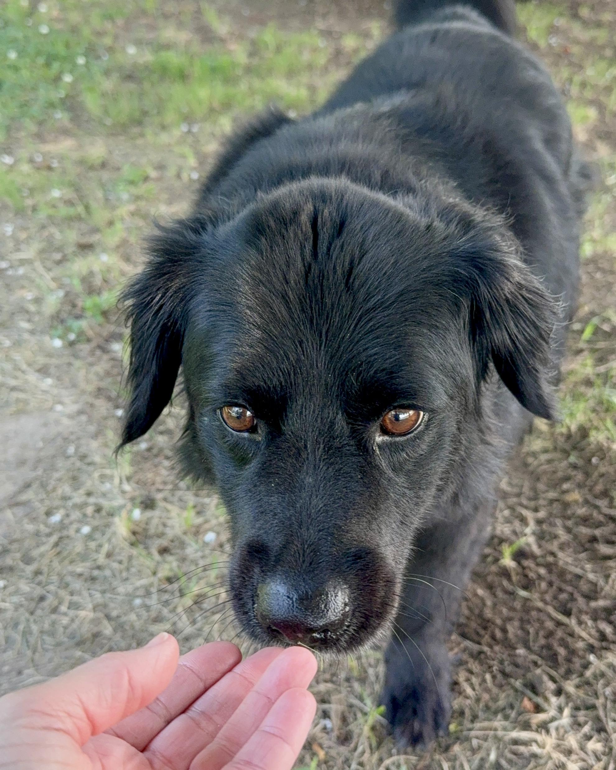 Enlarge Benjamin bonded with Emma, a Adoptable Mixed Breed in Southaven , MS image 3/5