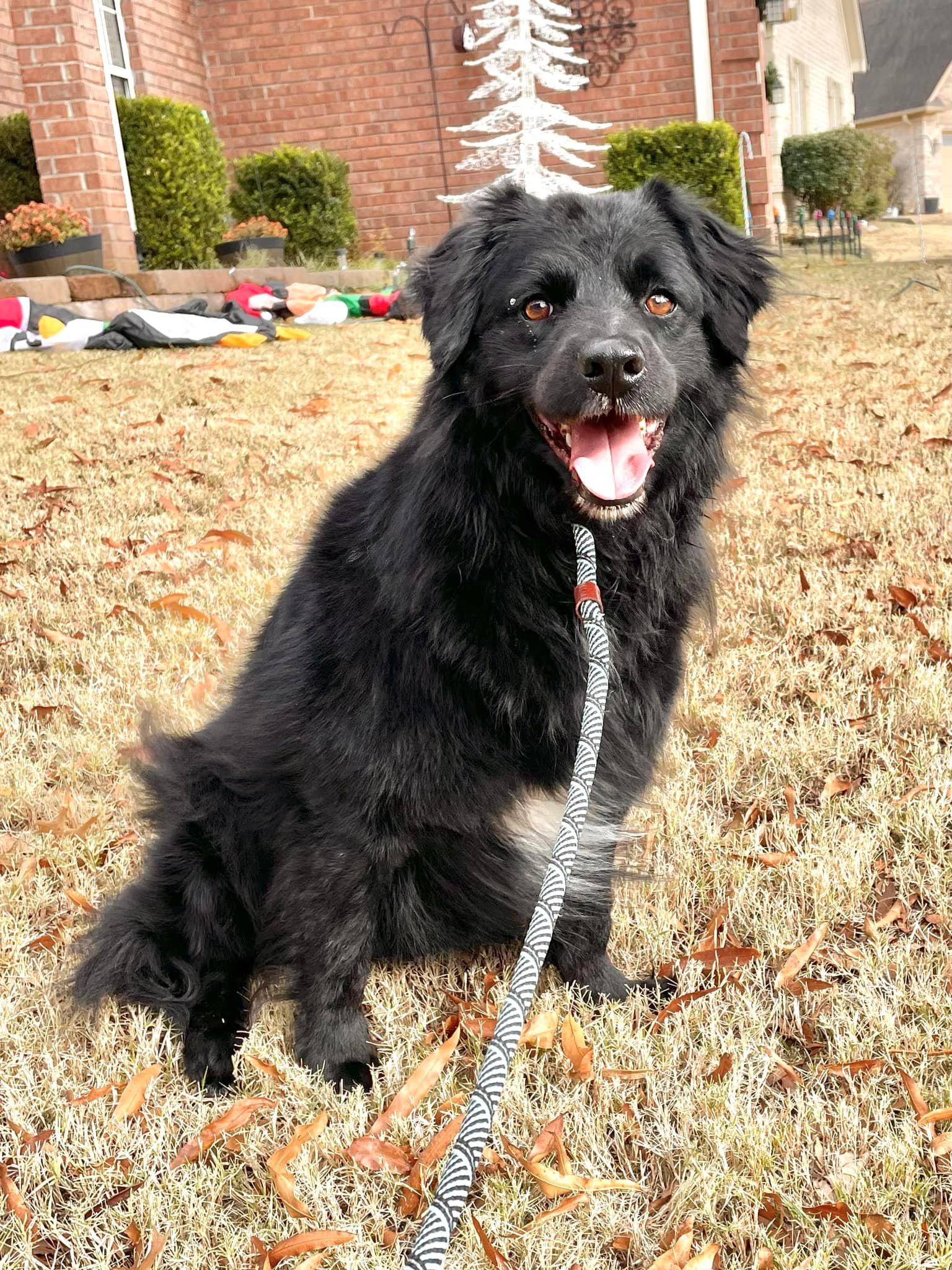 Enlarge Benjamin bonded with Emma, a Adoptable Mixed Breed in Southaven , MS image 1/5