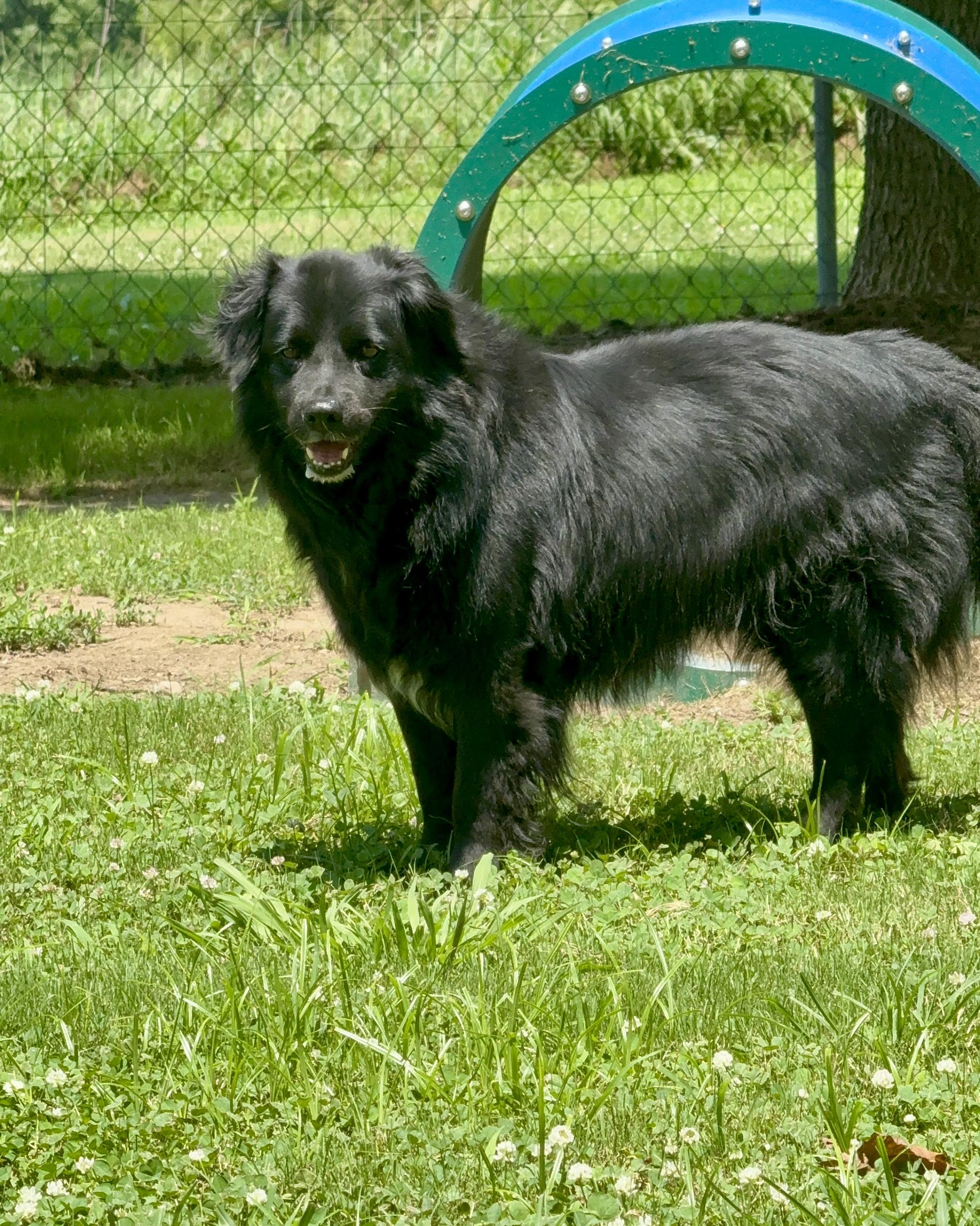 Enlarge Benjamin bonded with Emma, a Adoptable Mixed Breed in Southaven , MS image 2/5