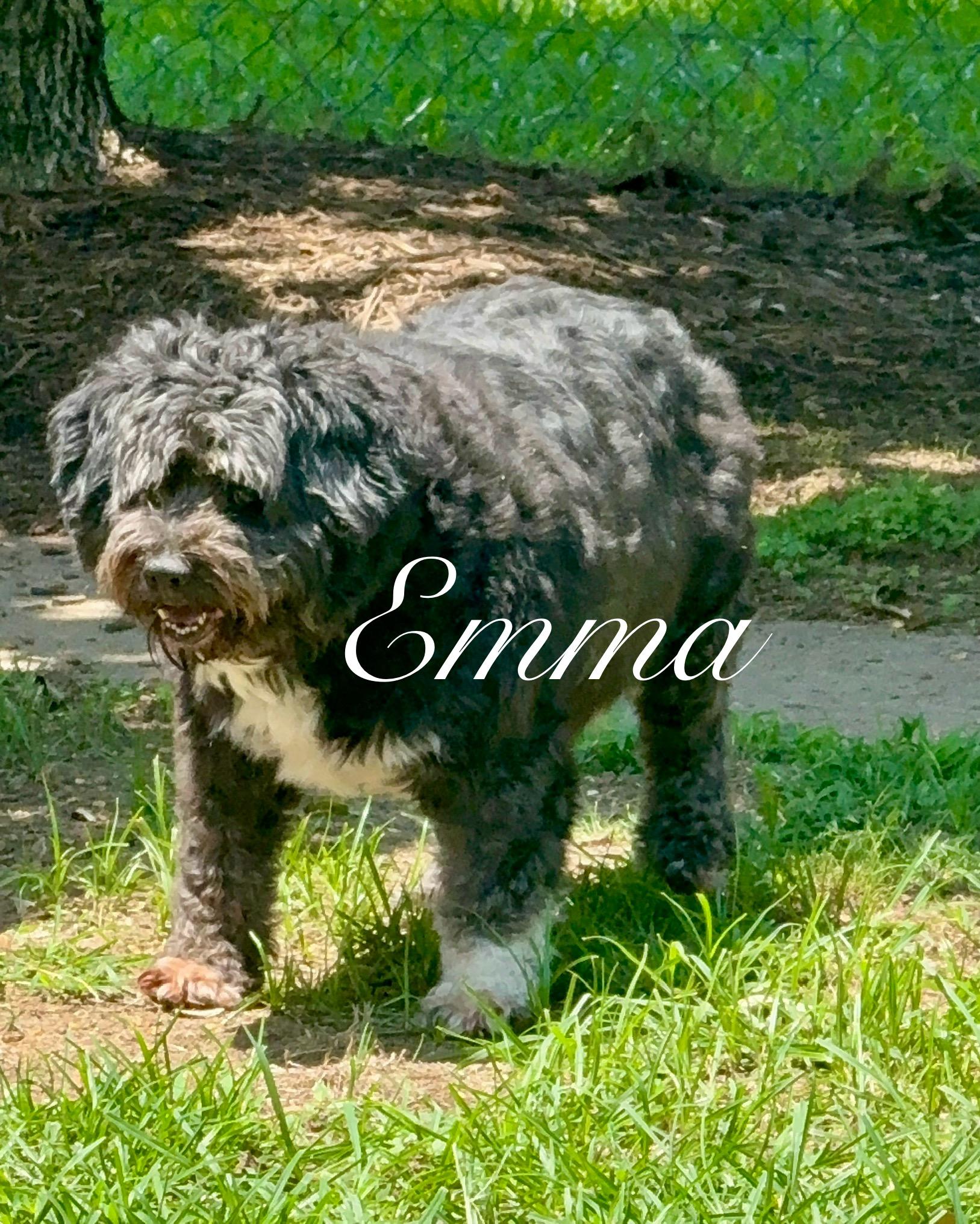 Enlarge Benjamin bonded with Emma, a Adoptable Mixed Breed in Southaven , MS image 4/5