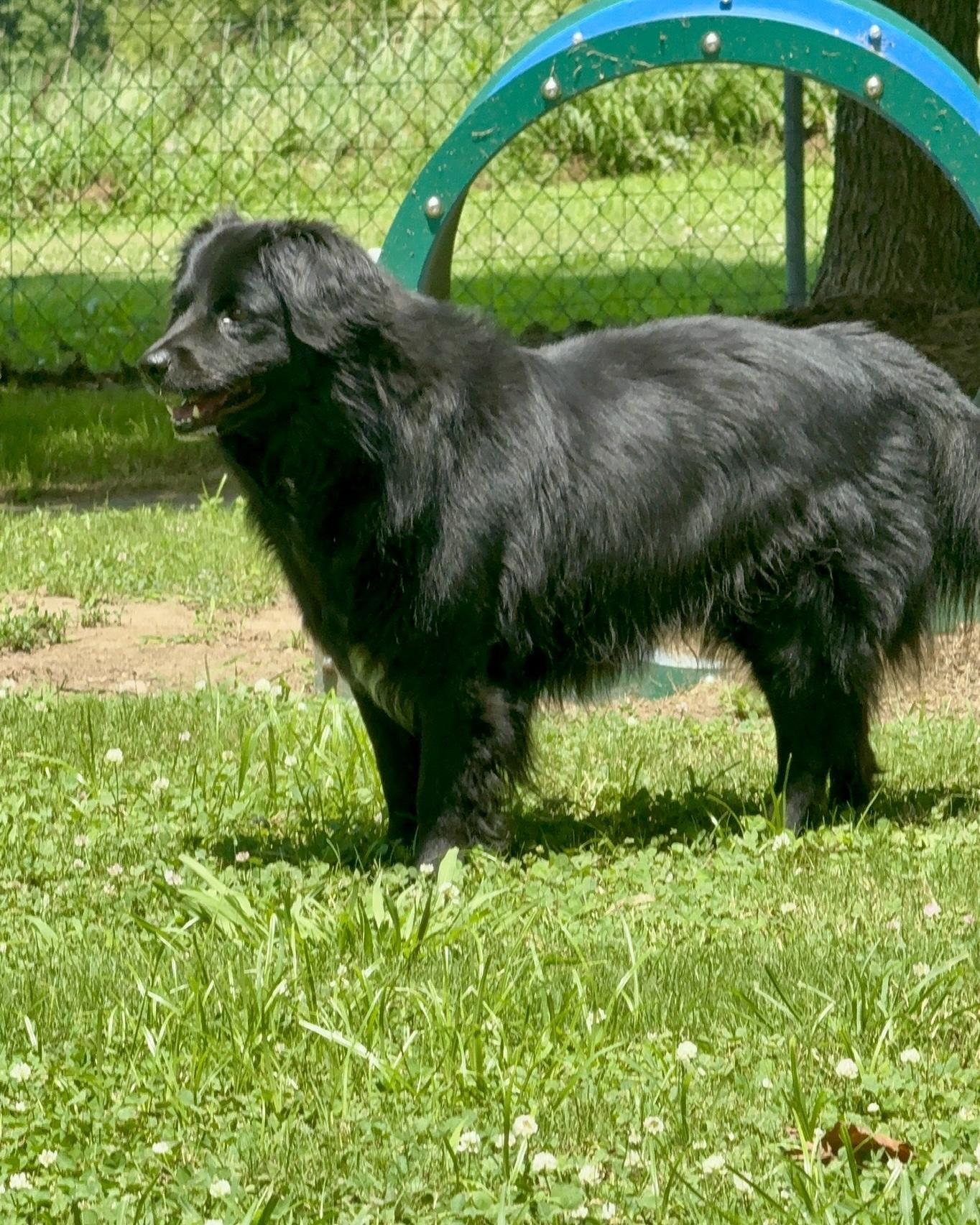Enlarge Benjamin bonded with Emma, a Adoptable Mixed Breed in Southaven , MS image 5/5