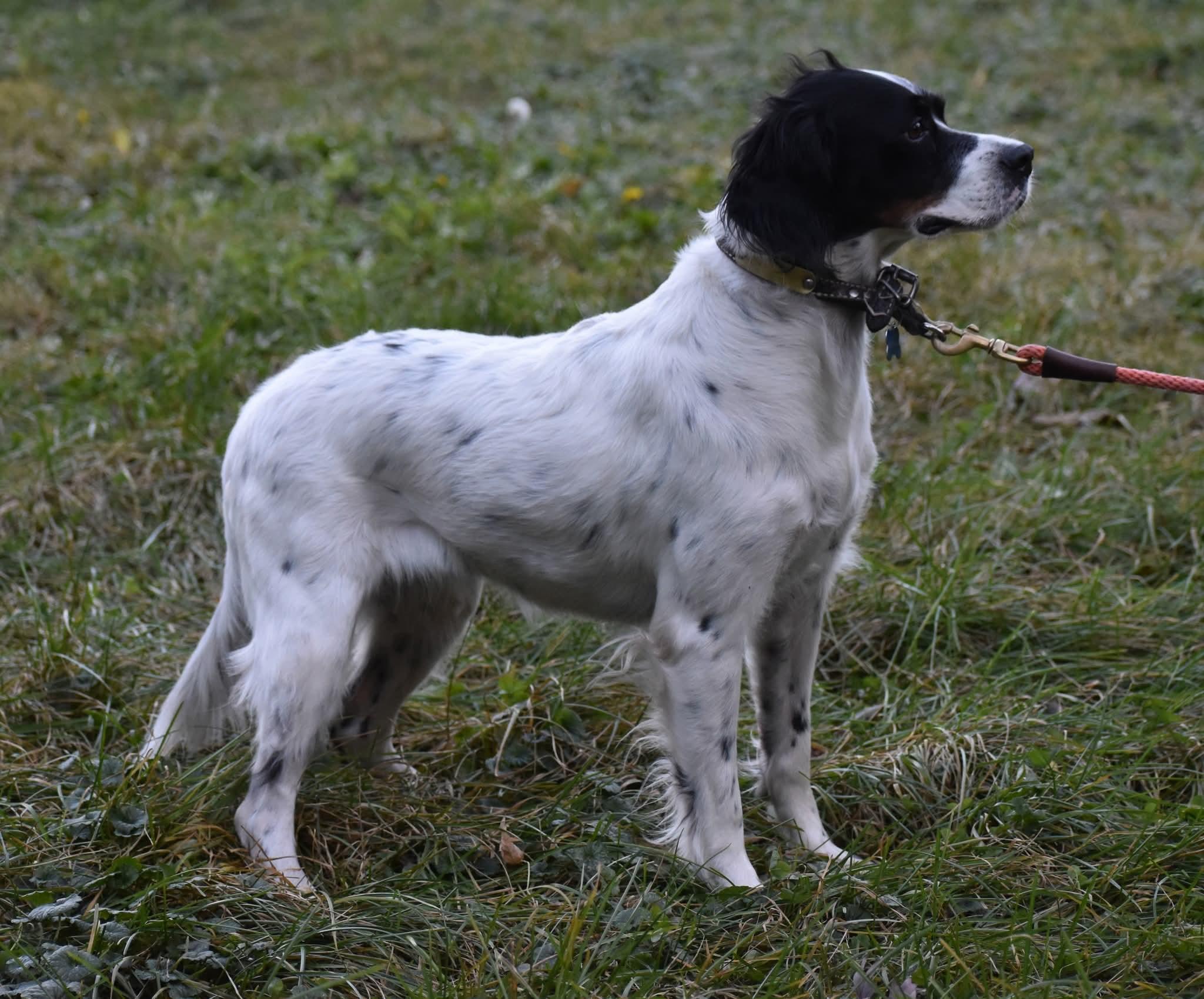 Enlarge Daisy (COURTESY POST), an adopted English Setter in Sparta, WI image 1/4