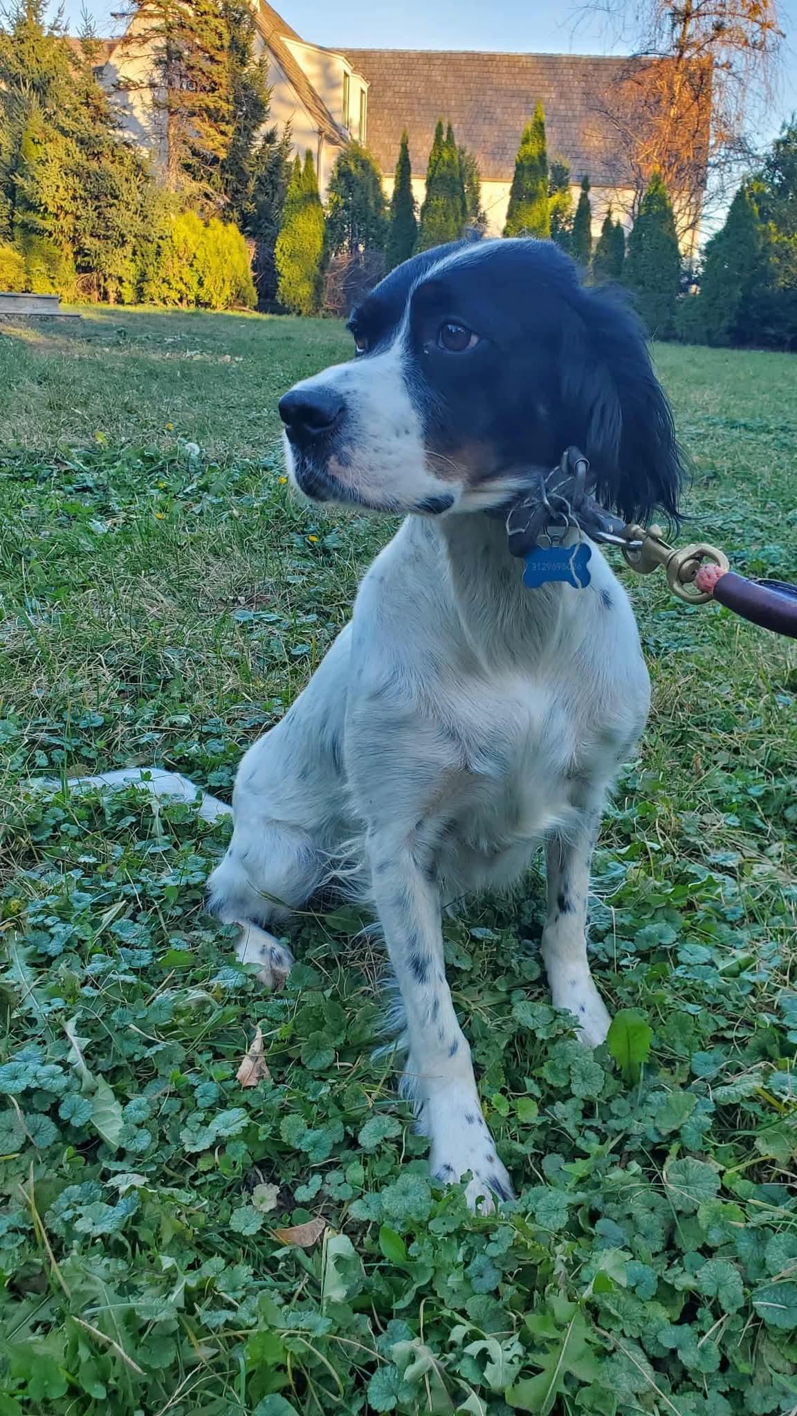 Enlarge Daisy (COURTESY POST), an adopted English Setter in Sparta, WI image 2/4