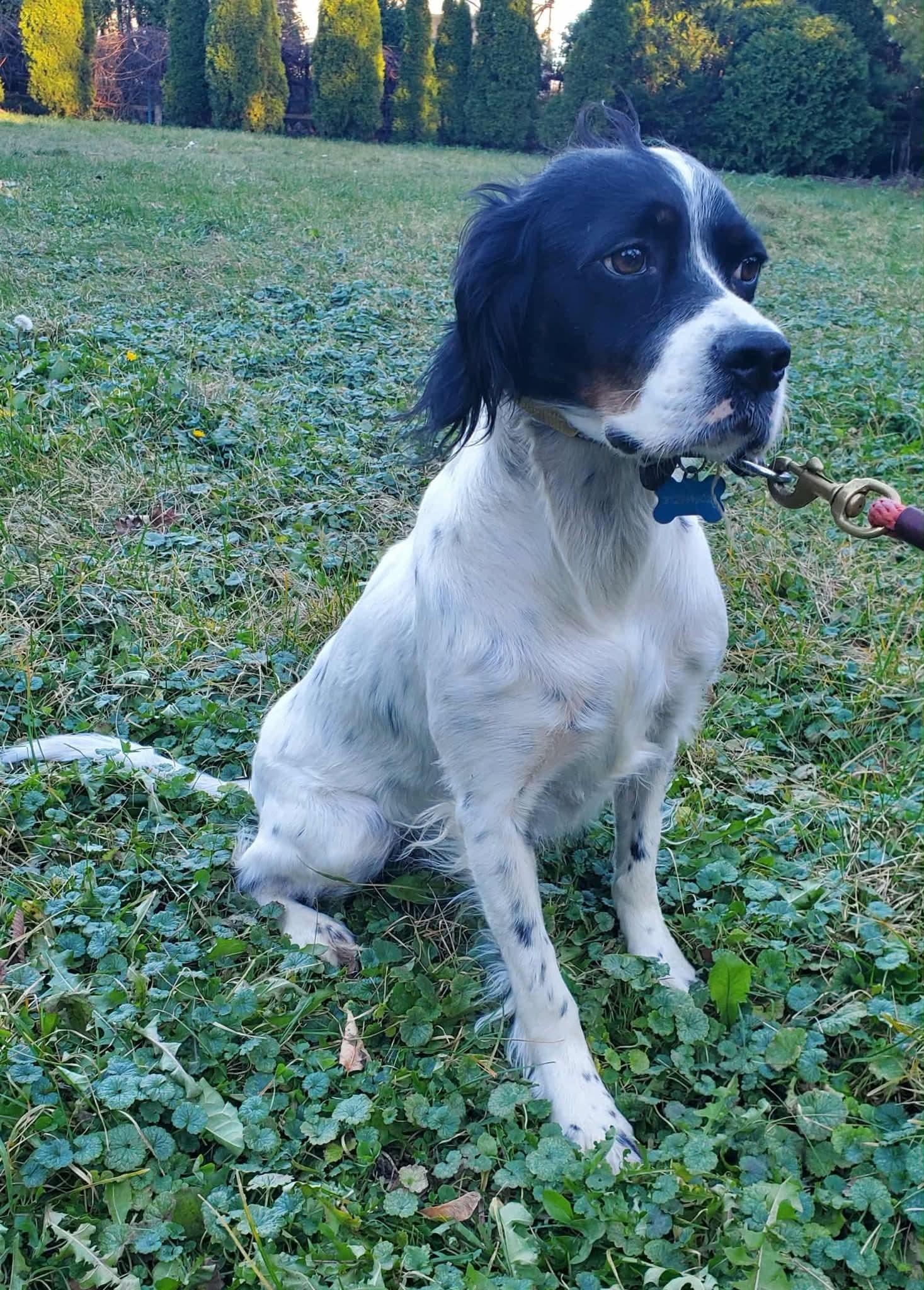 Enlarge Daisy (COURTESY POST), an adopted English Setter in Sparta, WI image 4/4