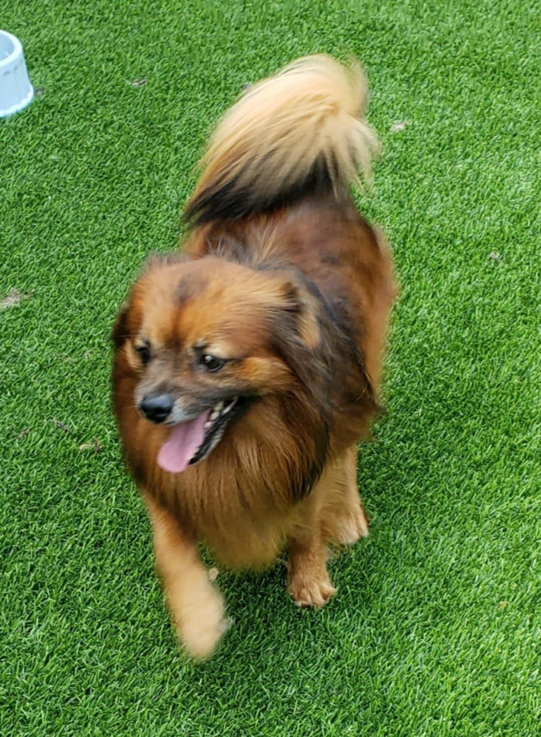 Stewie, Adult Male unknown
